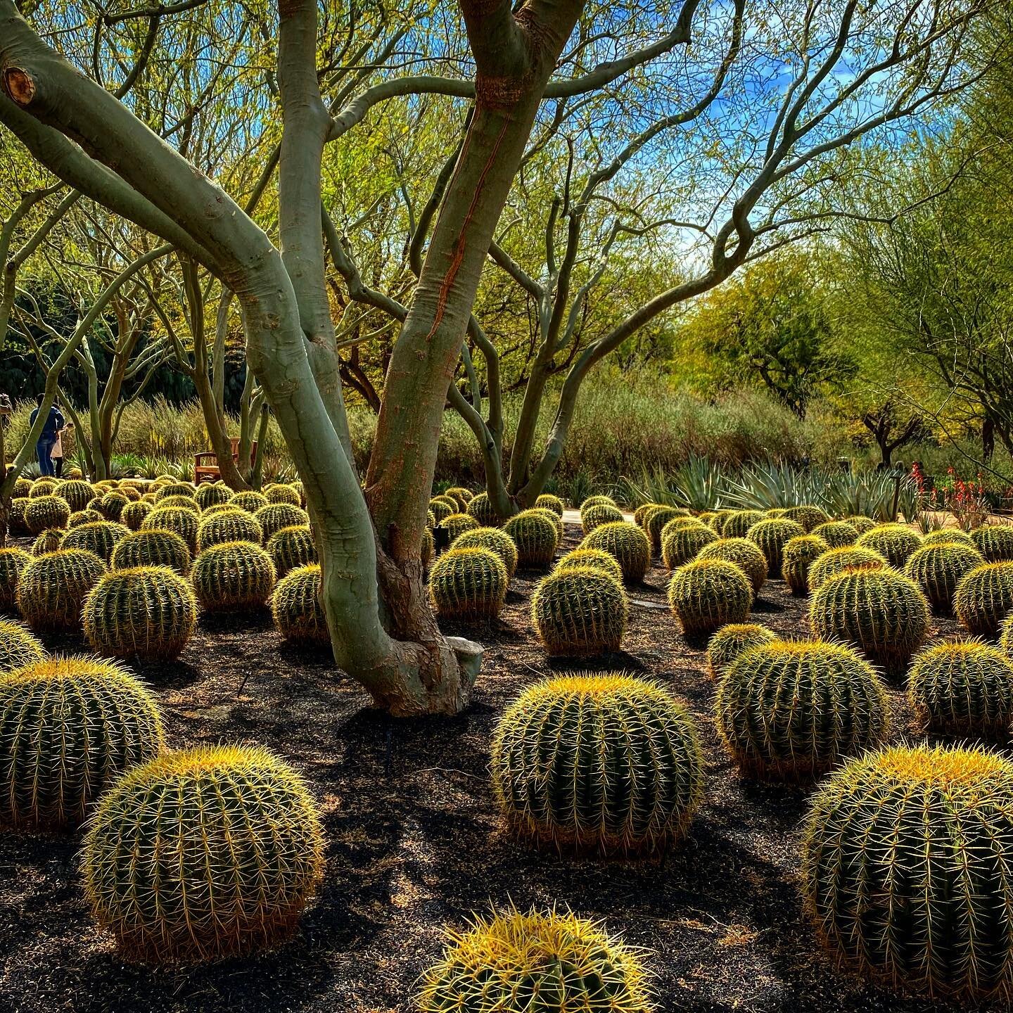 🌵Such a strange and wonderful place🏜 #california #desert #cacti #strange #wonderful #garden #plants #nature #travel #ranchomirage #さぼてん #desierto #landscape