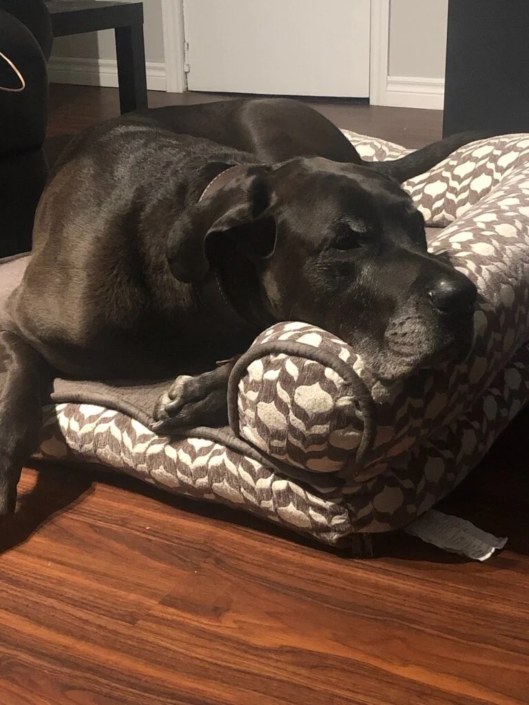 My sister’s Great Dane — Zeus! He’ll always be a puppy to me. I love this dog. He’s got the biggest heart!