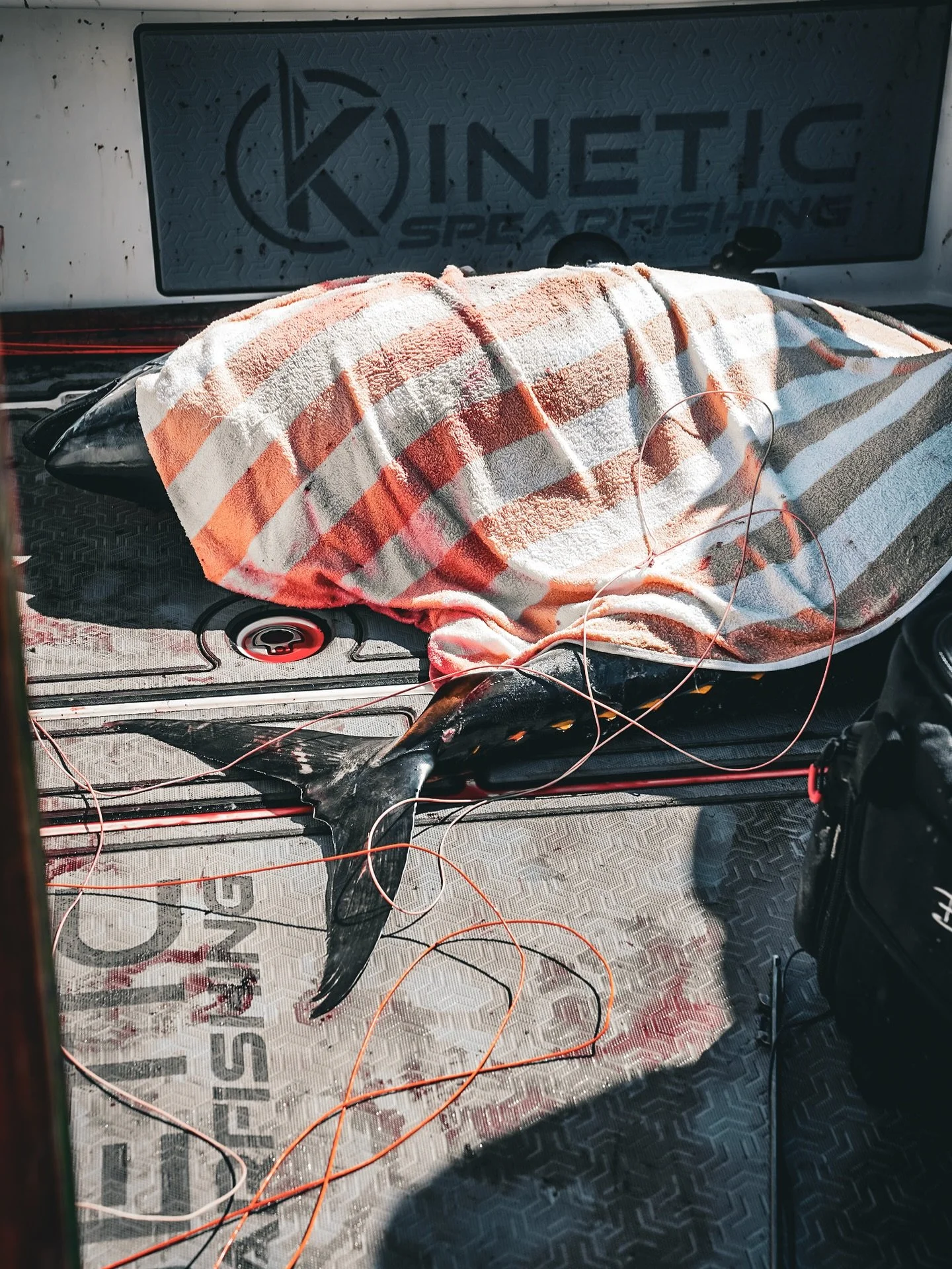 Full Speed 🏹🎃⚡️ ⁣
⁣
⁣
@zeeksbit 
@invincibleboats 
@pelagicgear 
📸 @elipage__ 
🏹💥 - K 6 9 -⁣⁣
#kineticcharters #teamkinetic #kineticspearfishing #kineticspearguns⁣ #live #hunt #fish #explore #pelagic #pelagicworldwide #pelagicgear #reaper