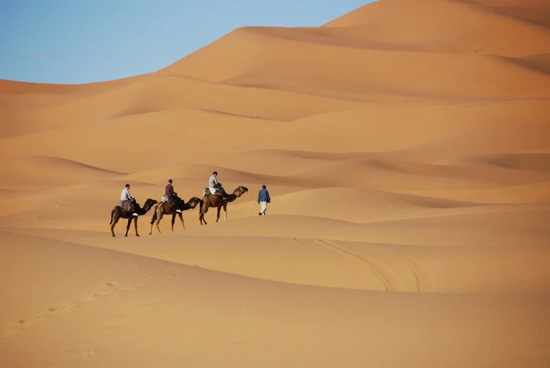 morocco desert camels.jpg