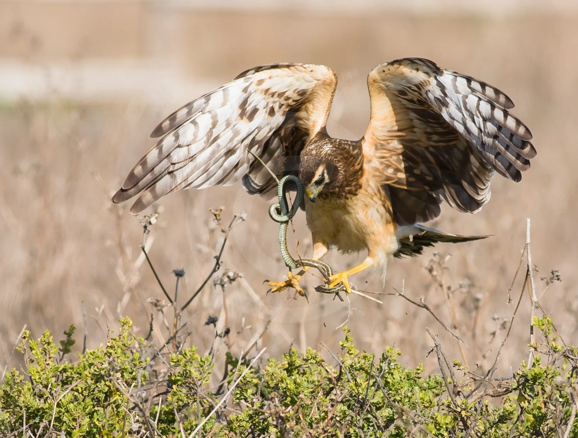 Northern Harrier