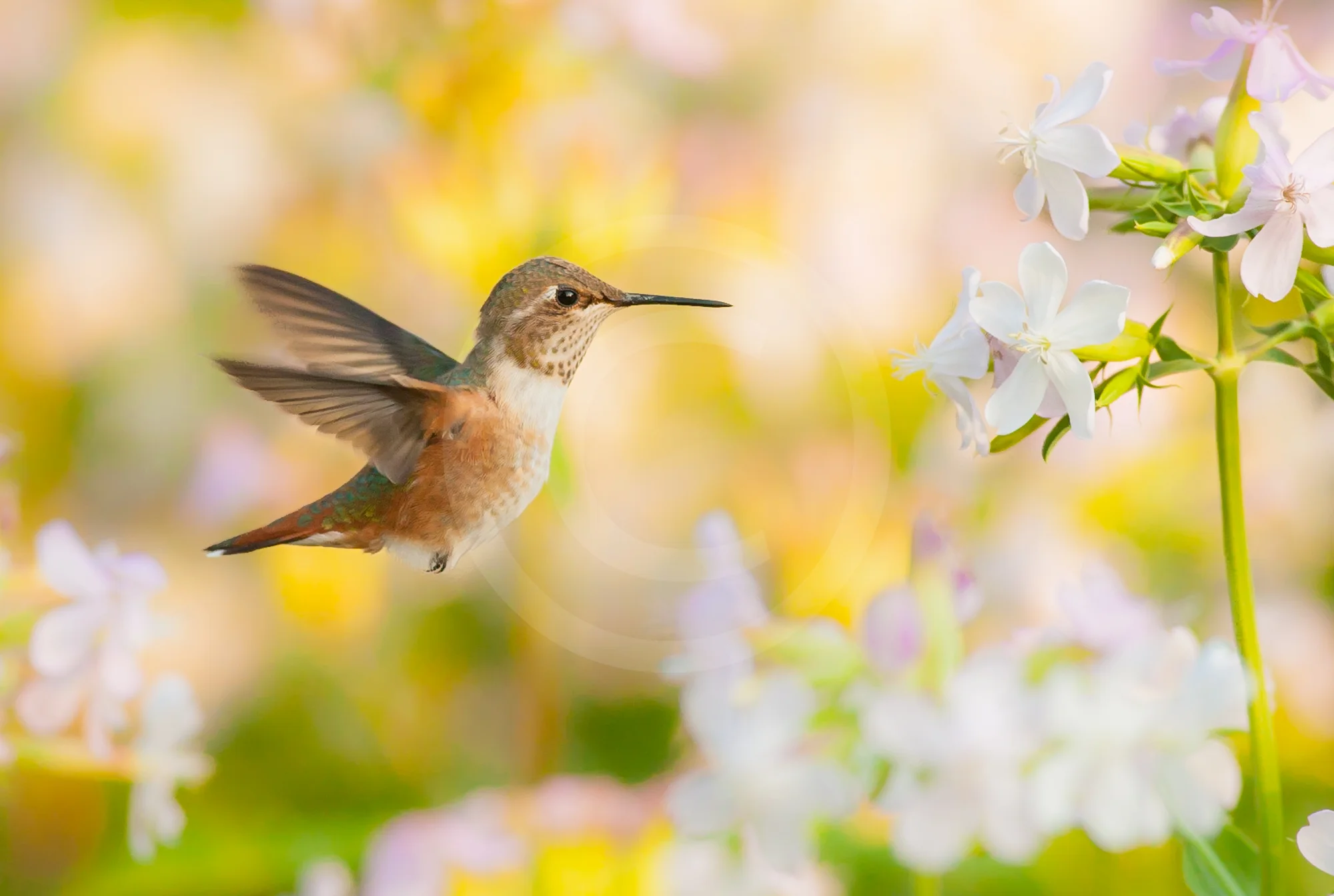 Rufous Hummingbird