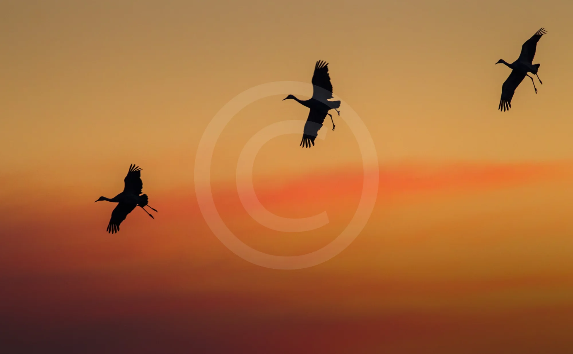 Sandhill Crane