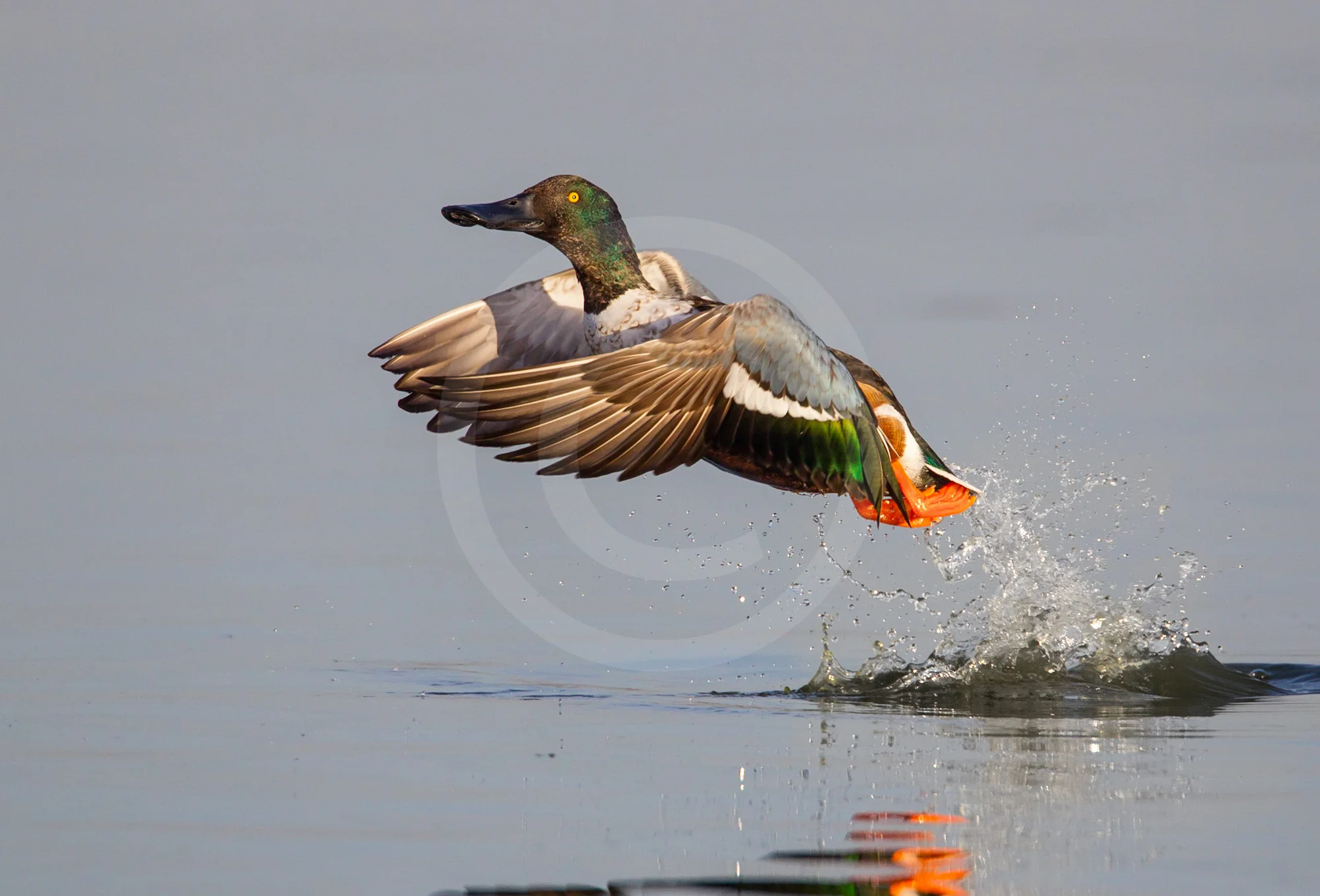 Northern Shoveler