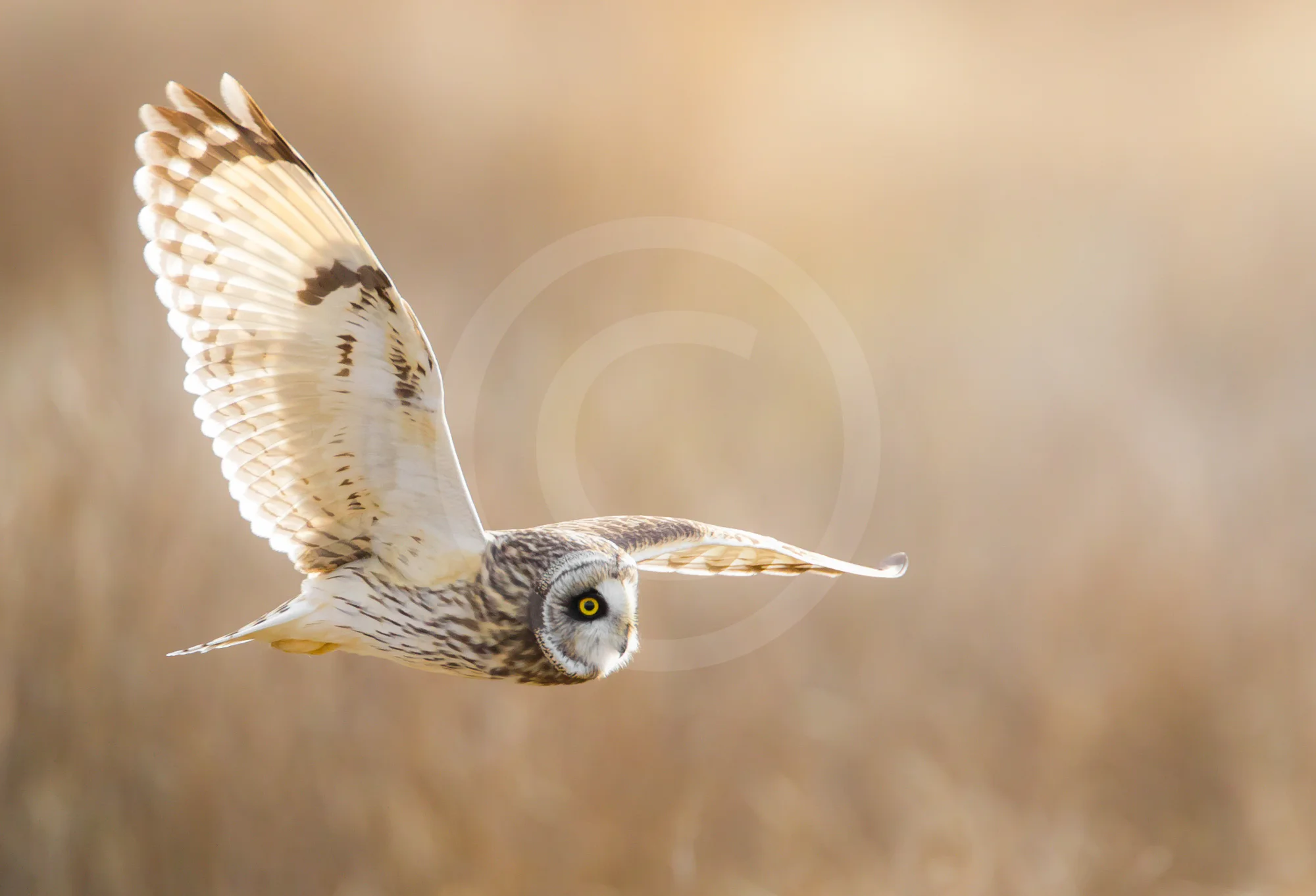 Short-eared Owl