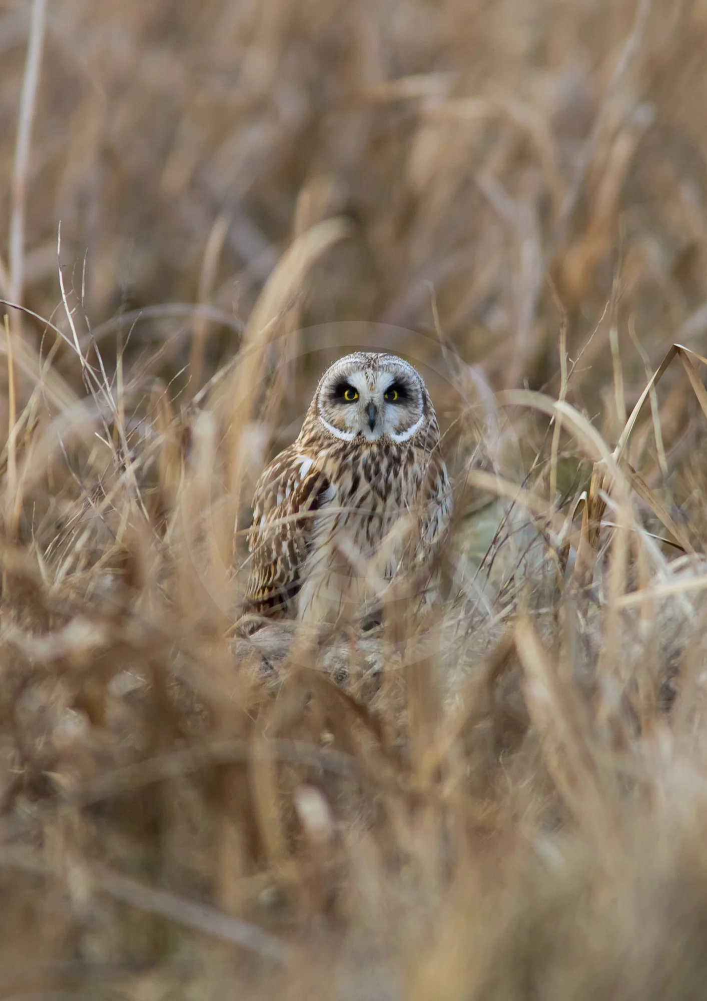 Short-eared Owl