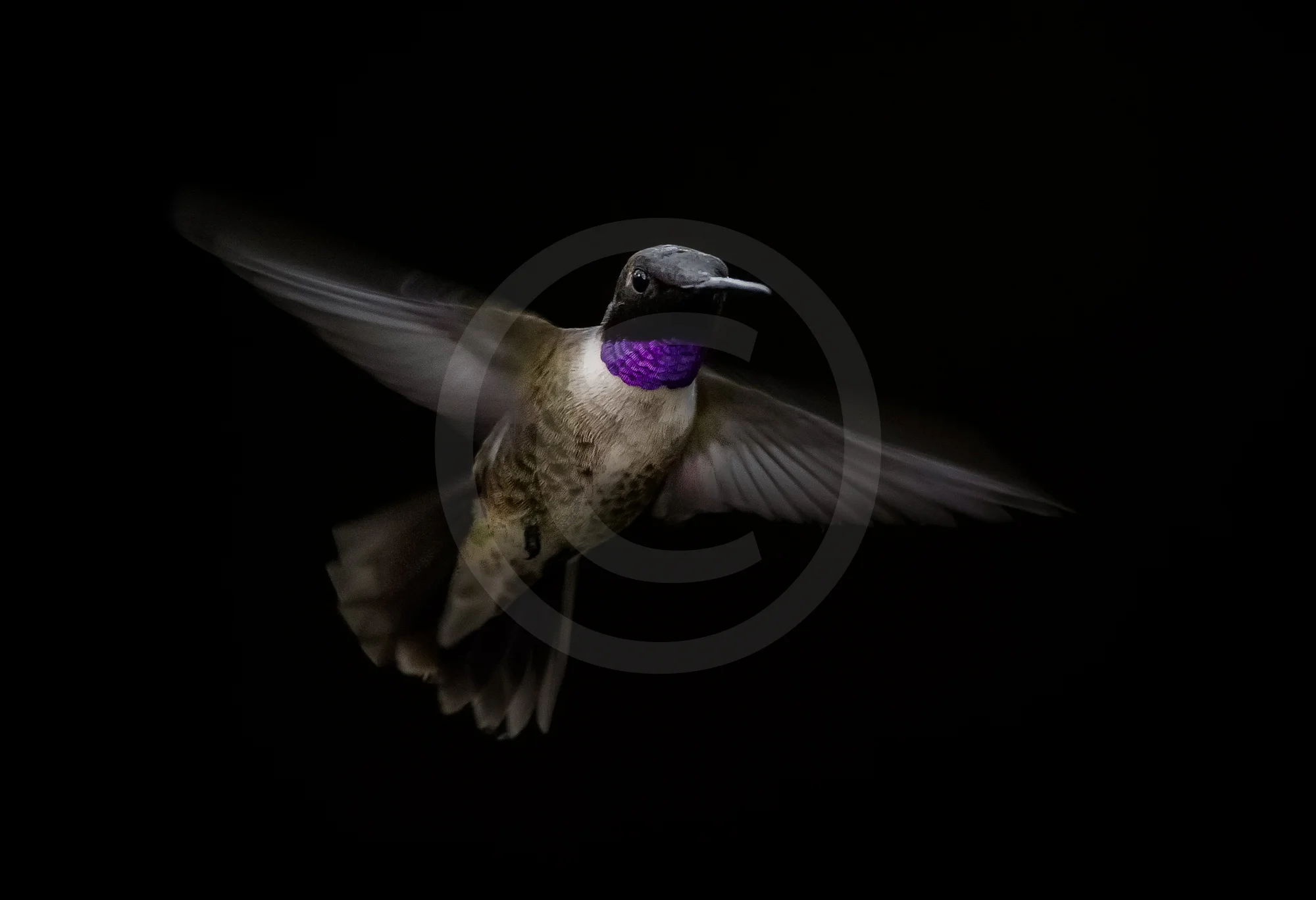 Black-chinned Hummingbird