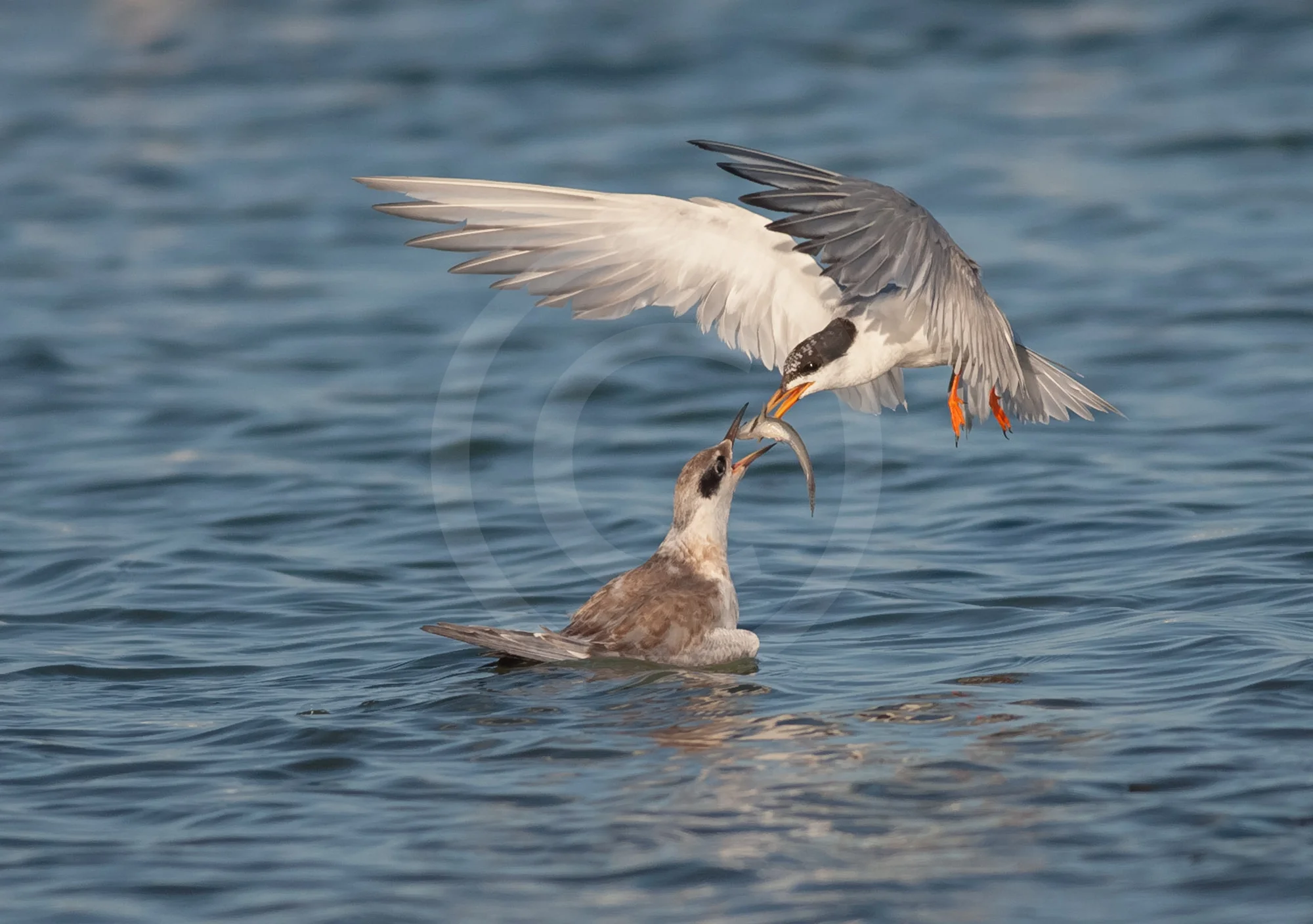 Forster's Tern