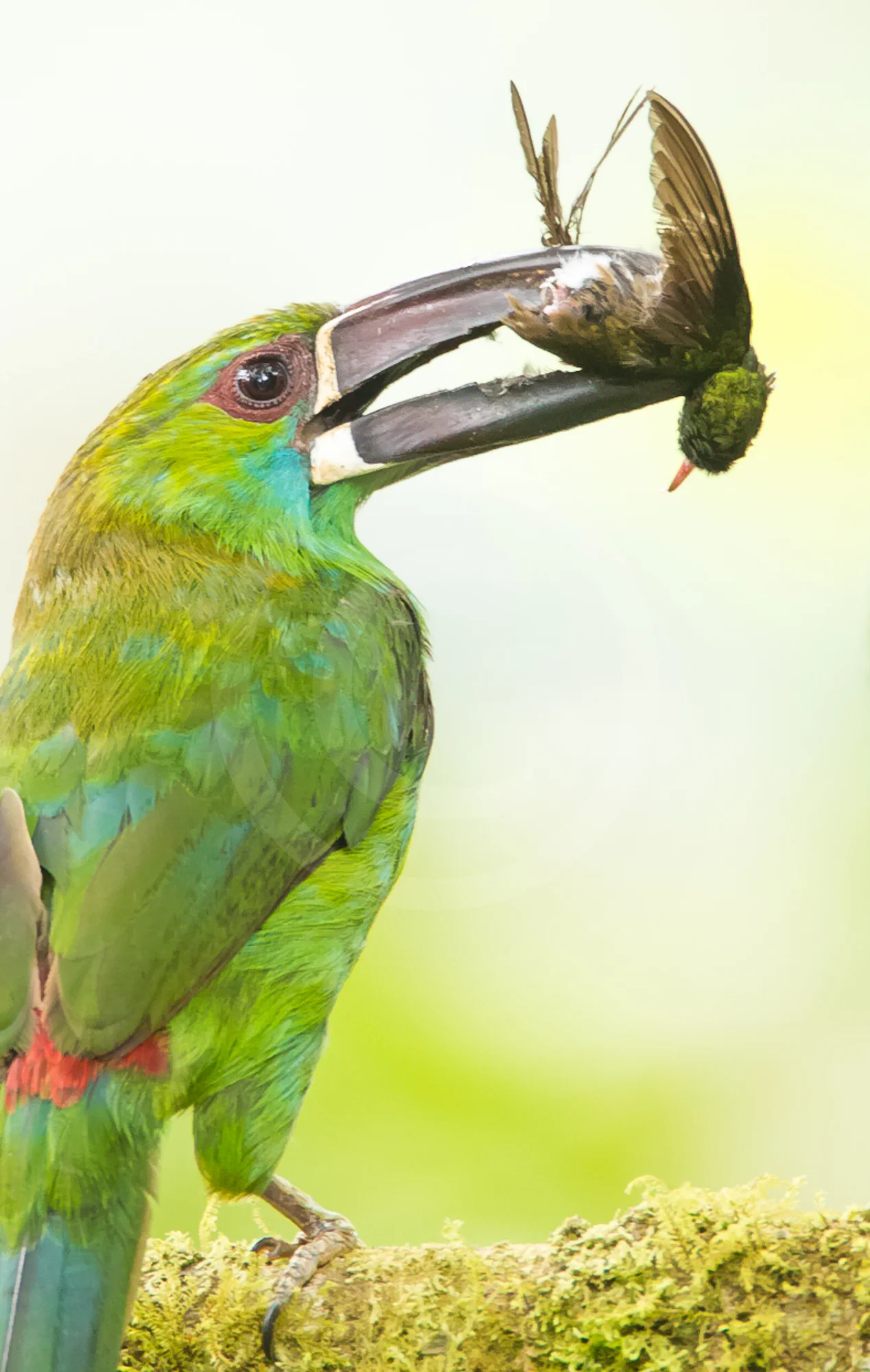 Crimson-rumped Toucanet
