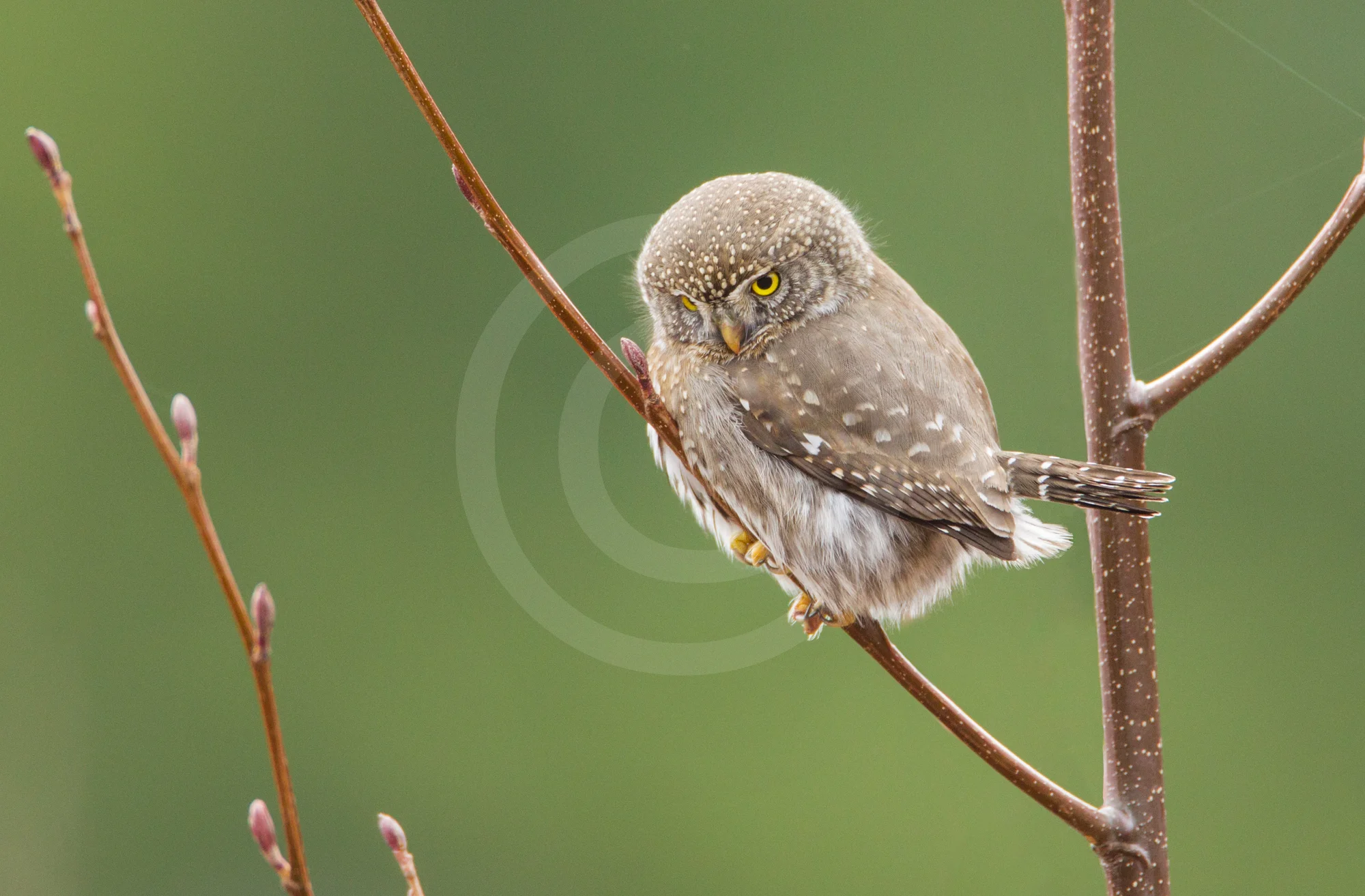 Northern Pygmy Owl