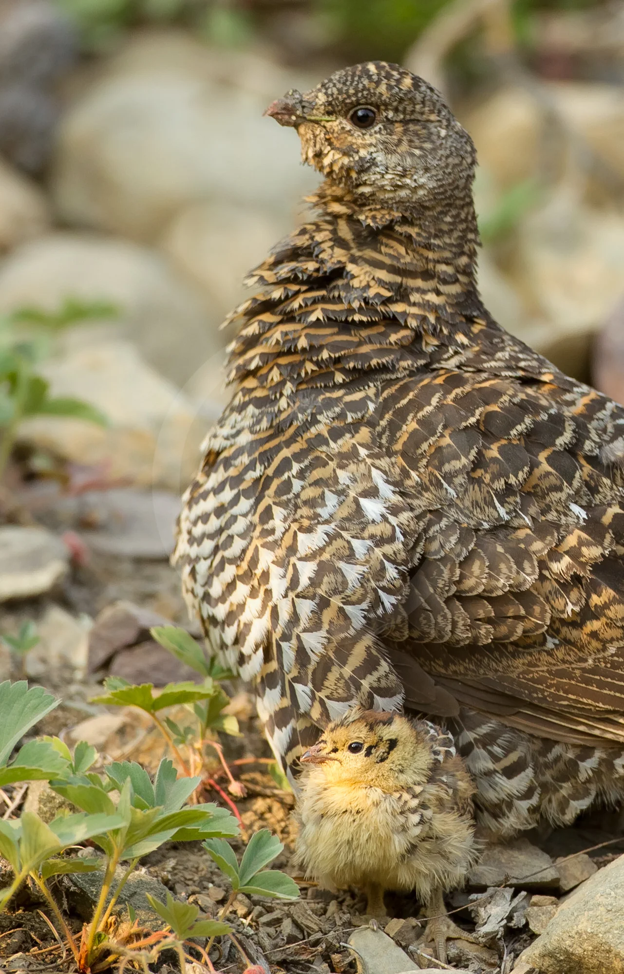 Spruce Grouse
