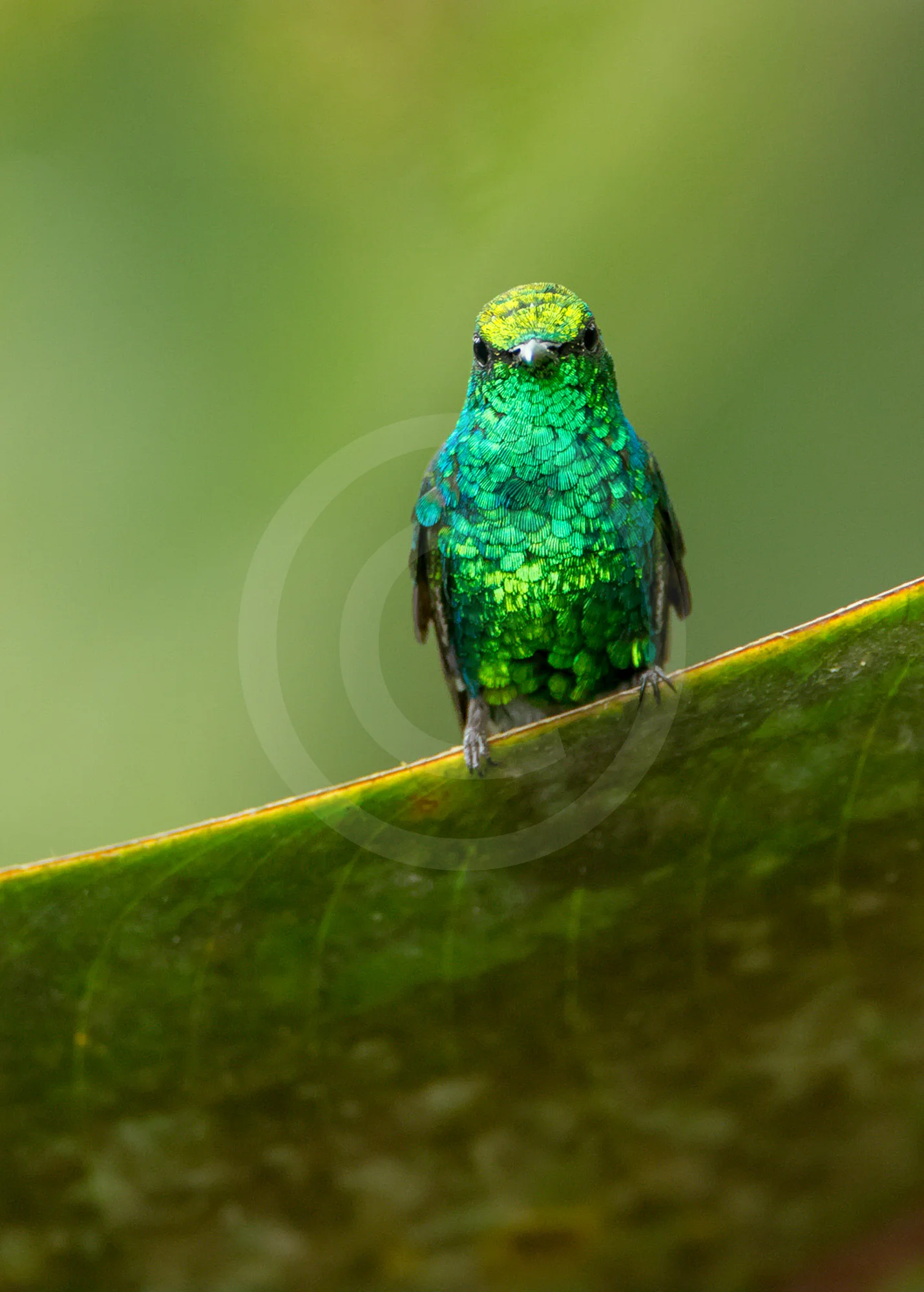 Western Emerald