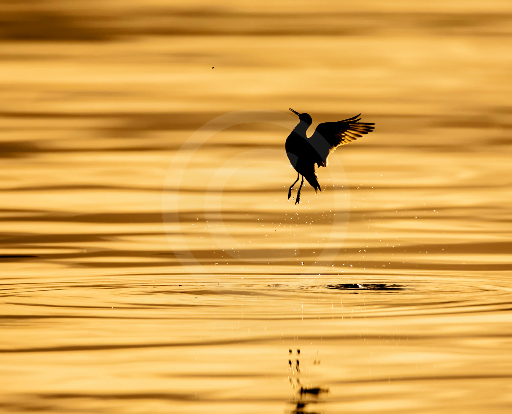 Red-necked Phalarope