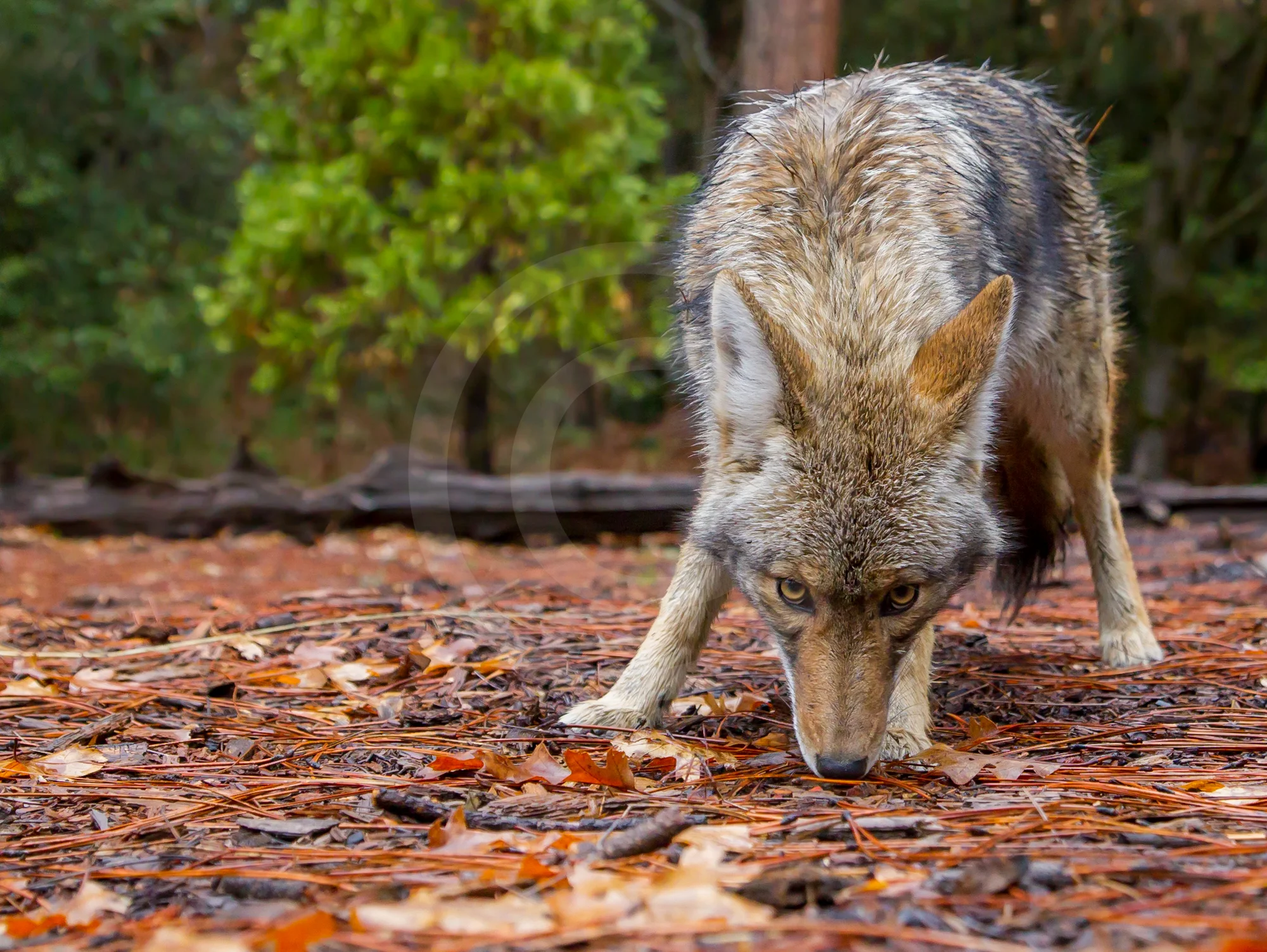 Coyote