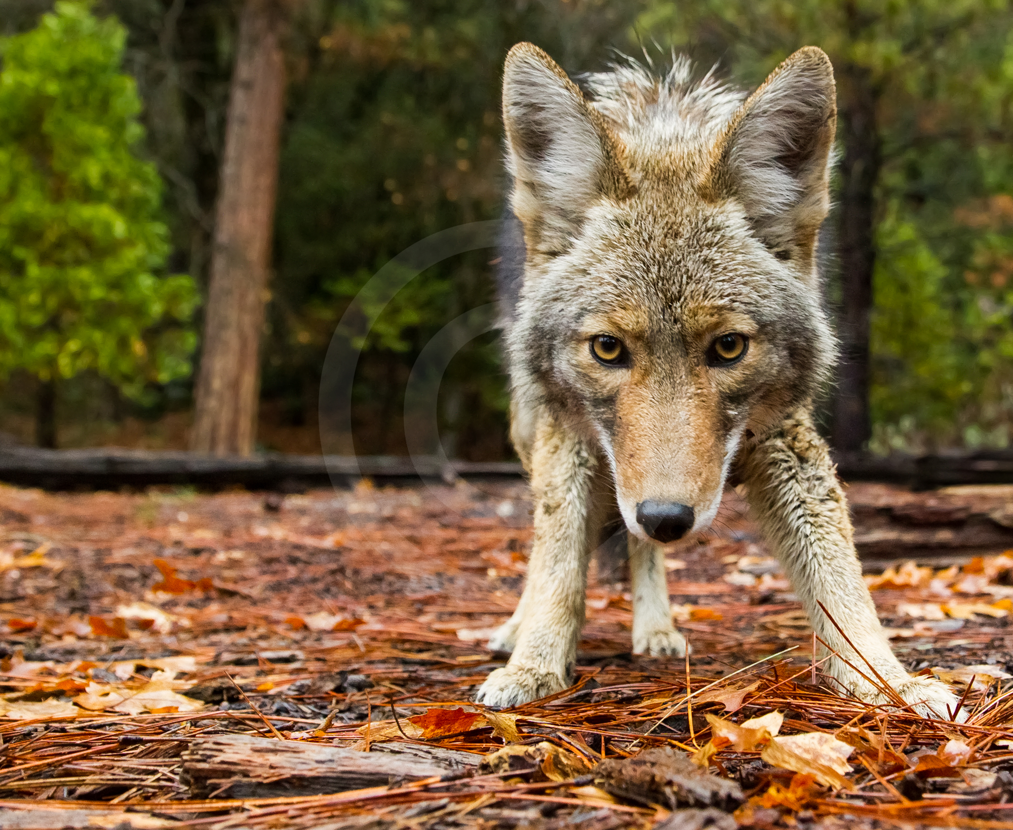 Coyote
