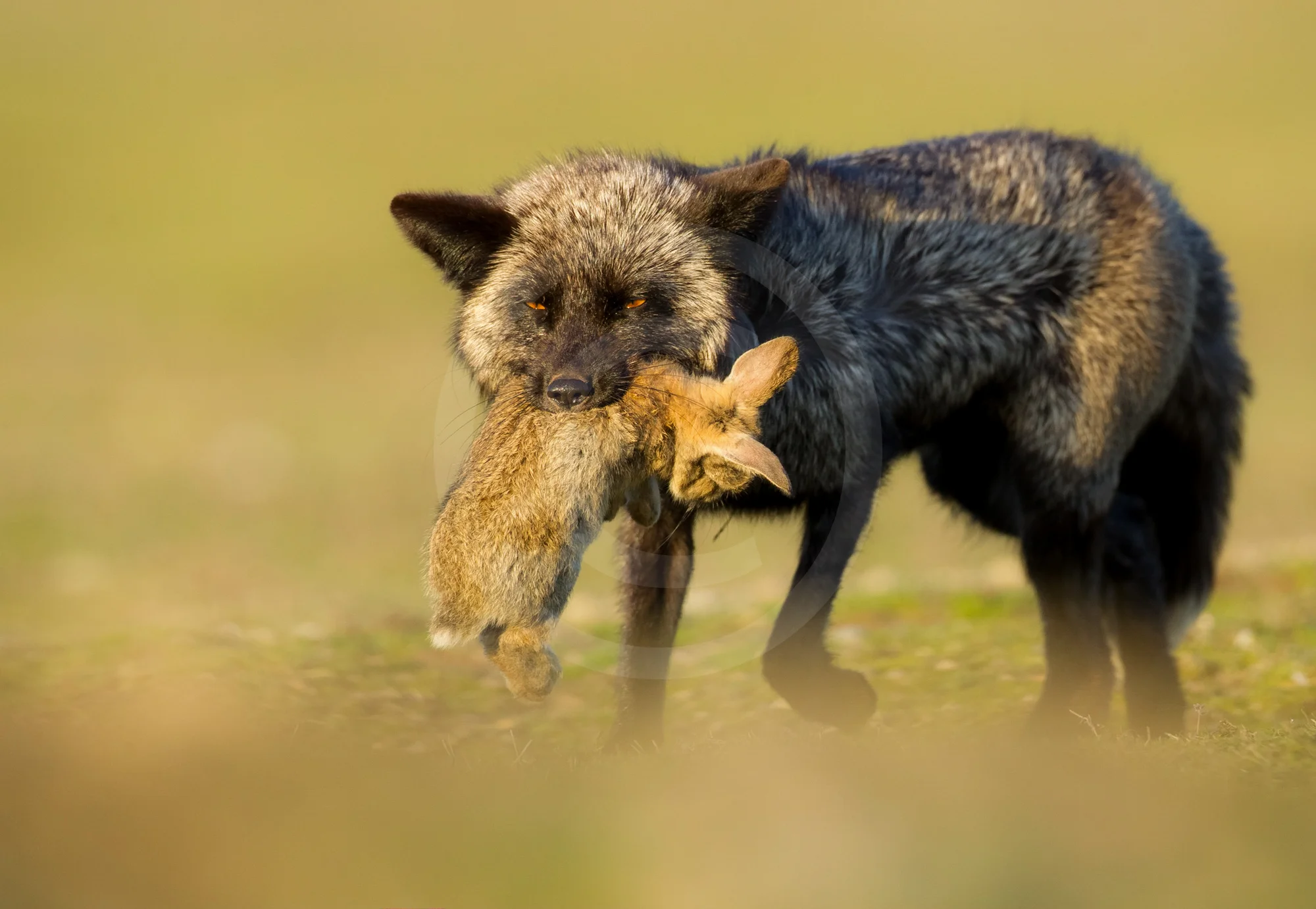 Red Fox - Silver Phase