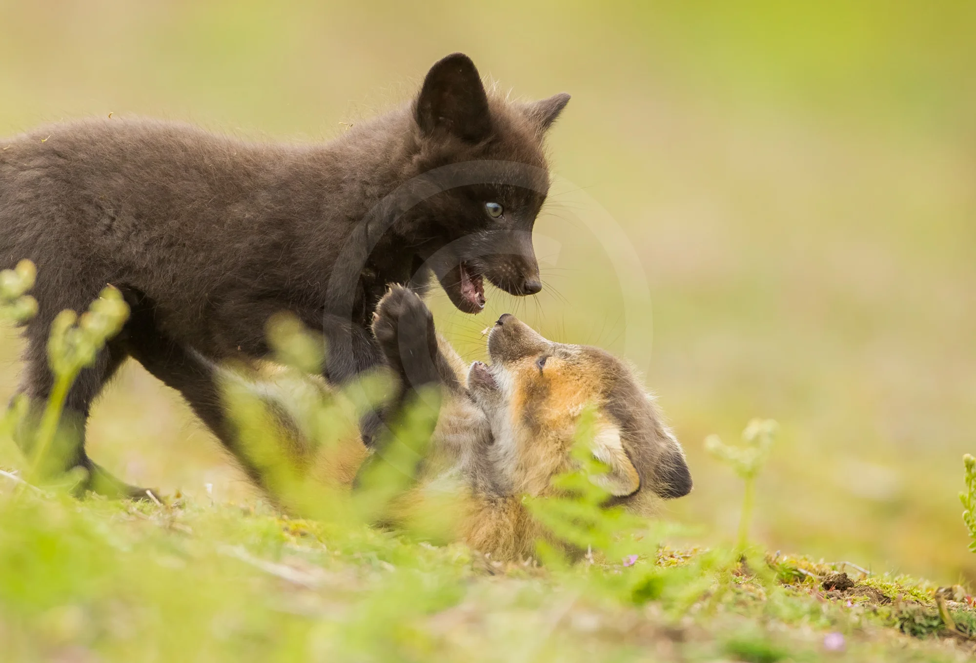 Red Fox Kits