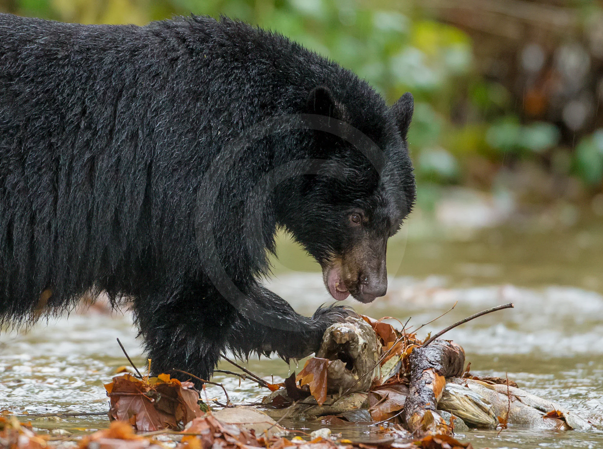 Black Bear