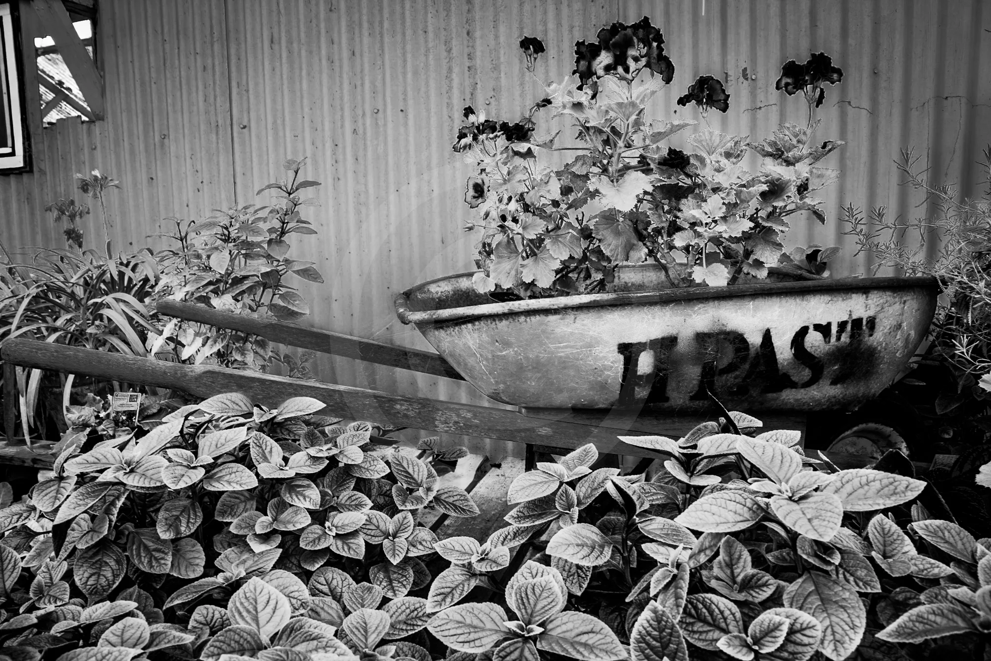 Old Wheelbarrow