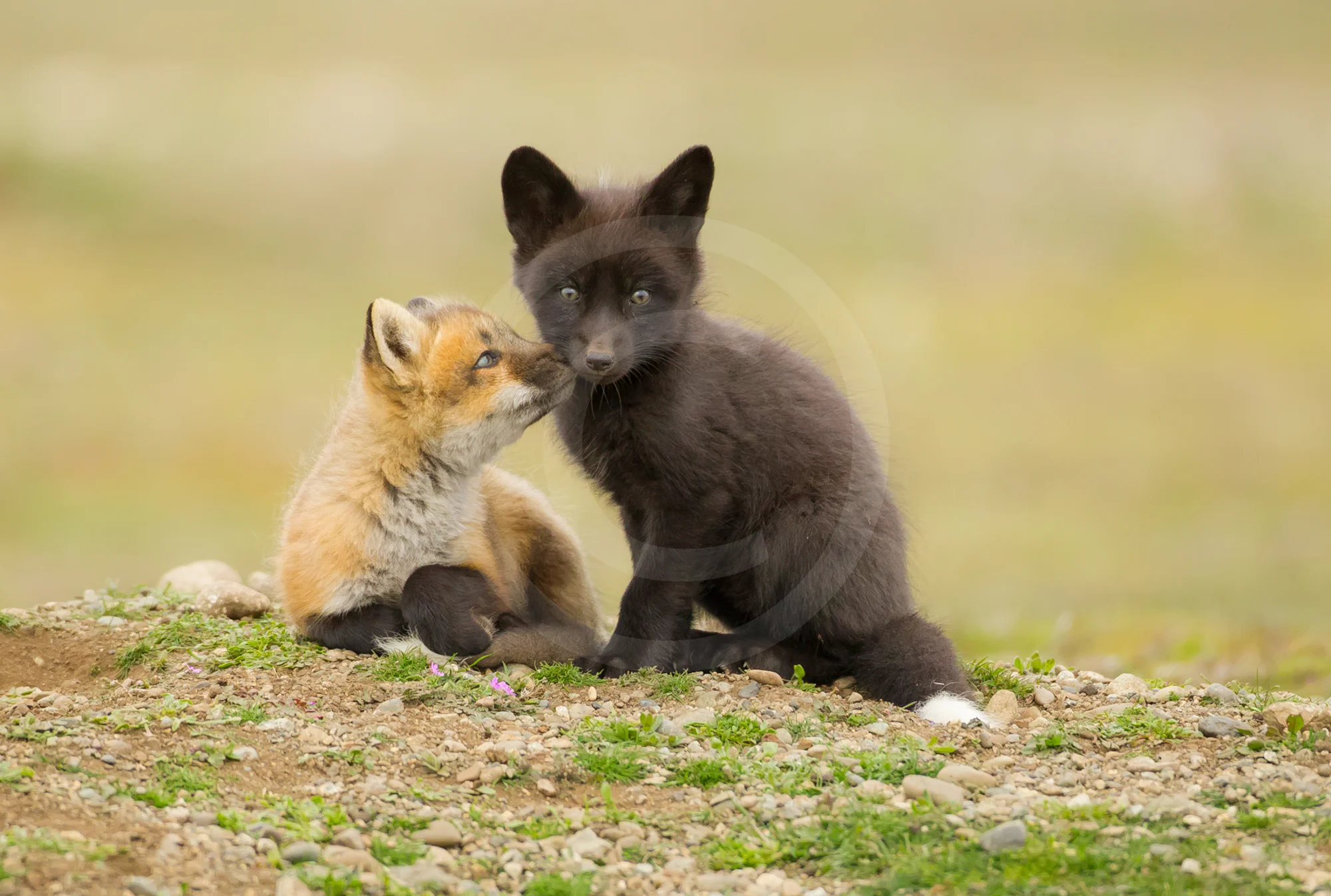 Red Fox Kits