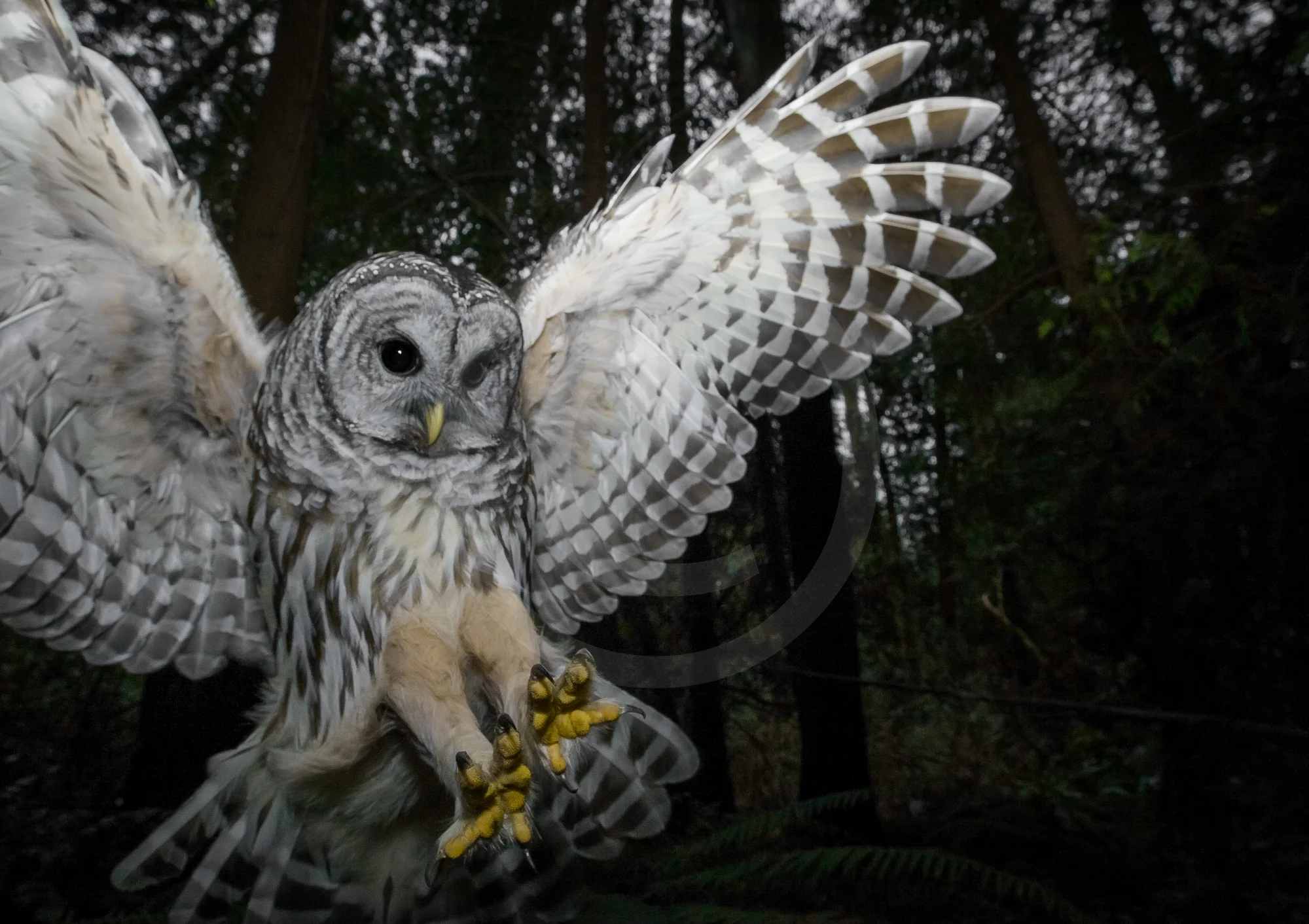 Barred Owl