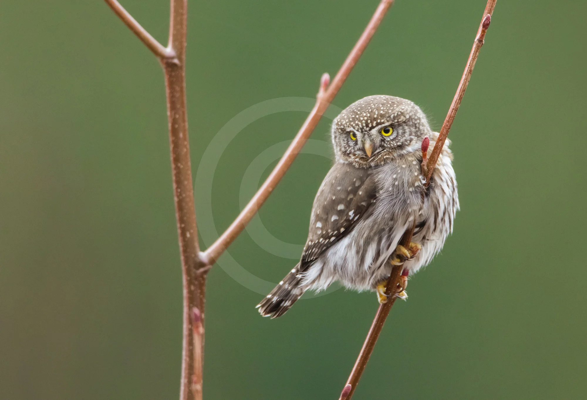 Northern Pygmy Owl