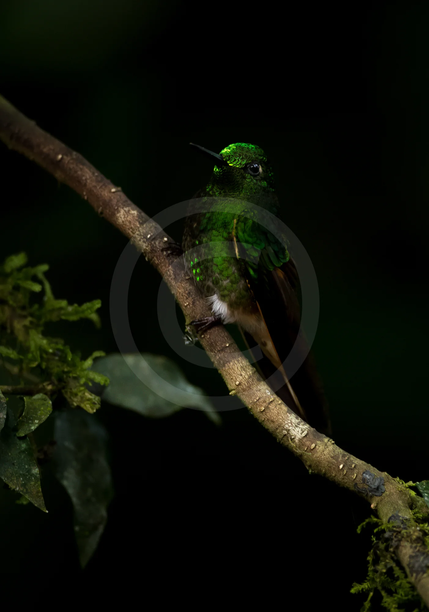 Buff-tailed Coronet
