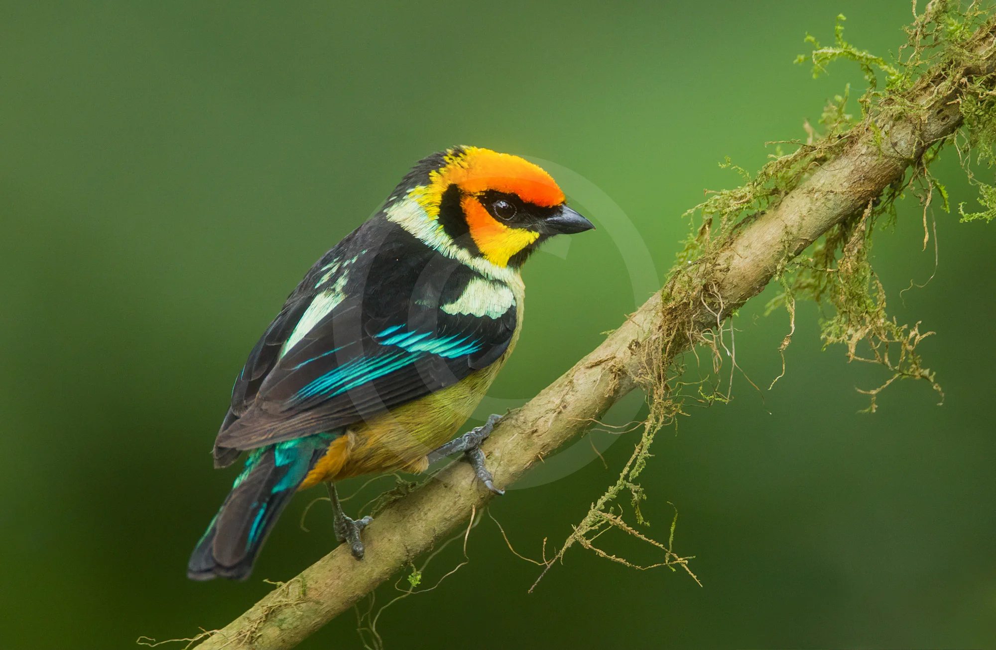 Flame-faced Tanager