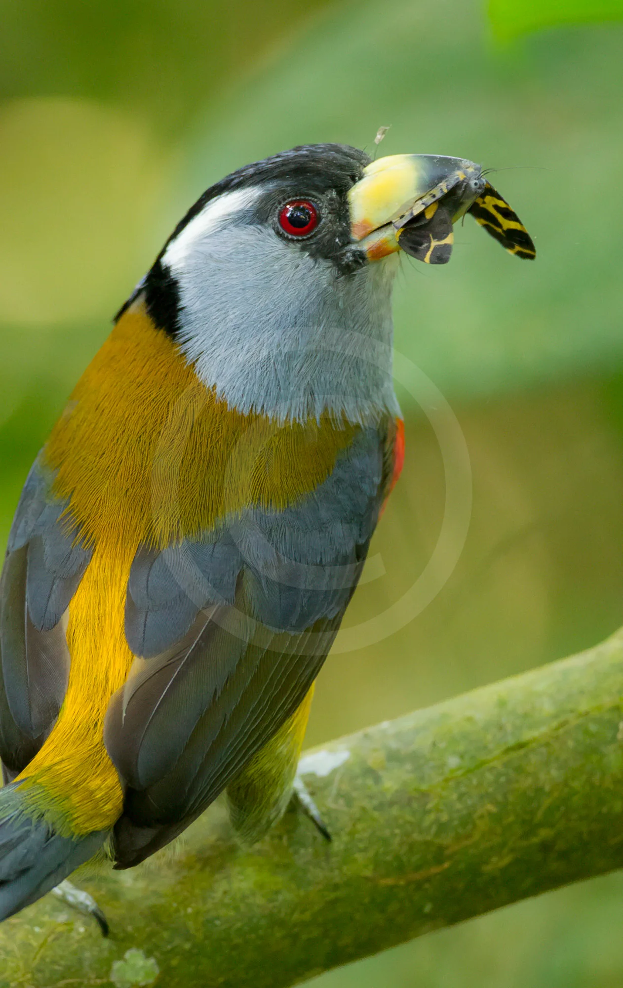 Toucan Barbet