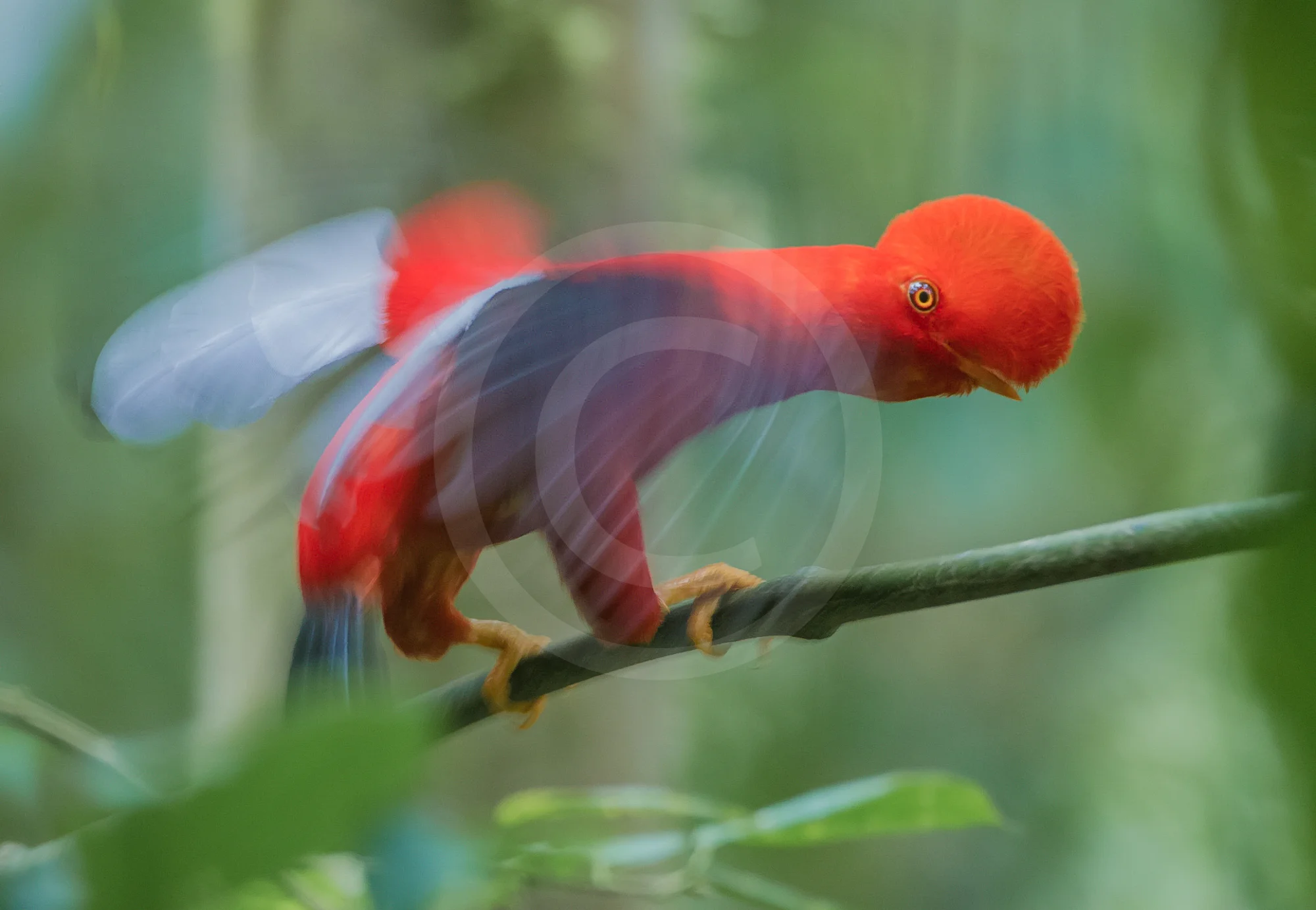 Andean Cock-of-the-Rock