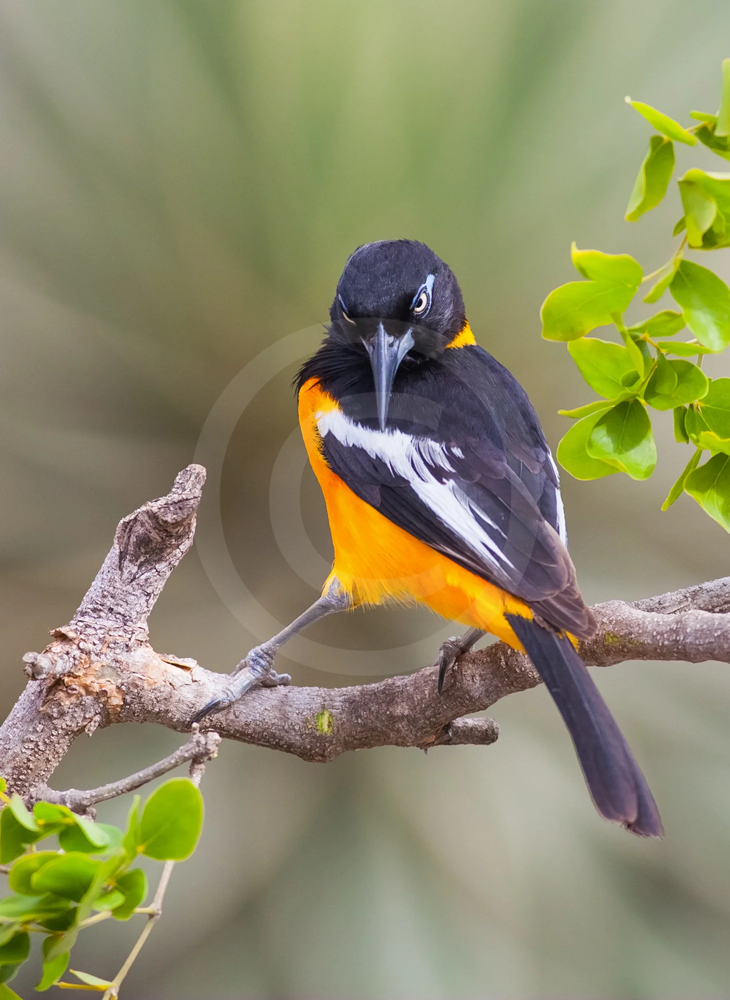 Venezuelan Troupial