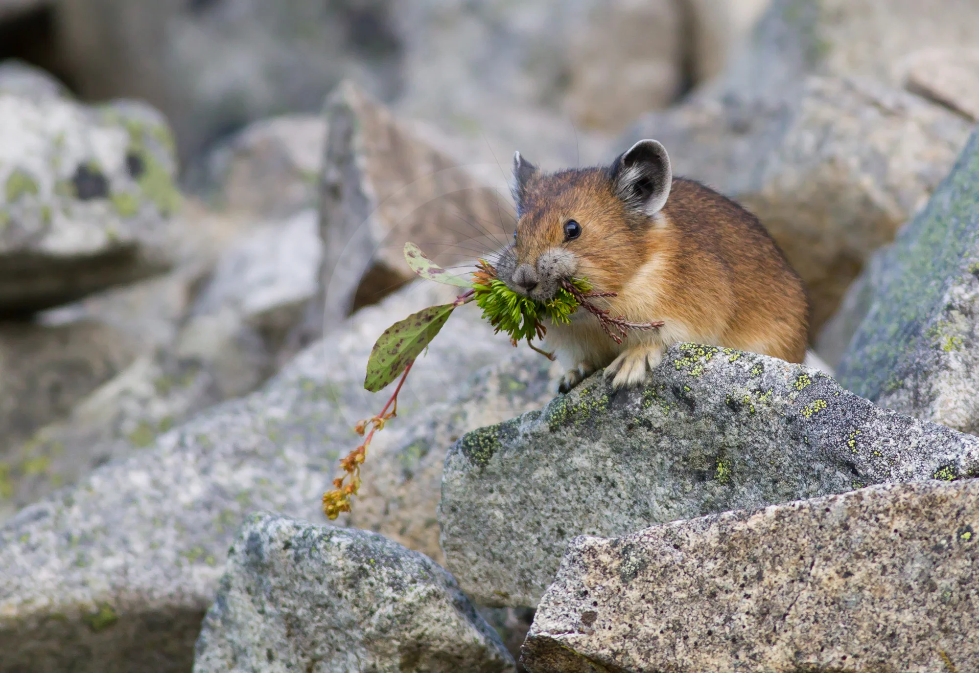 American Pika