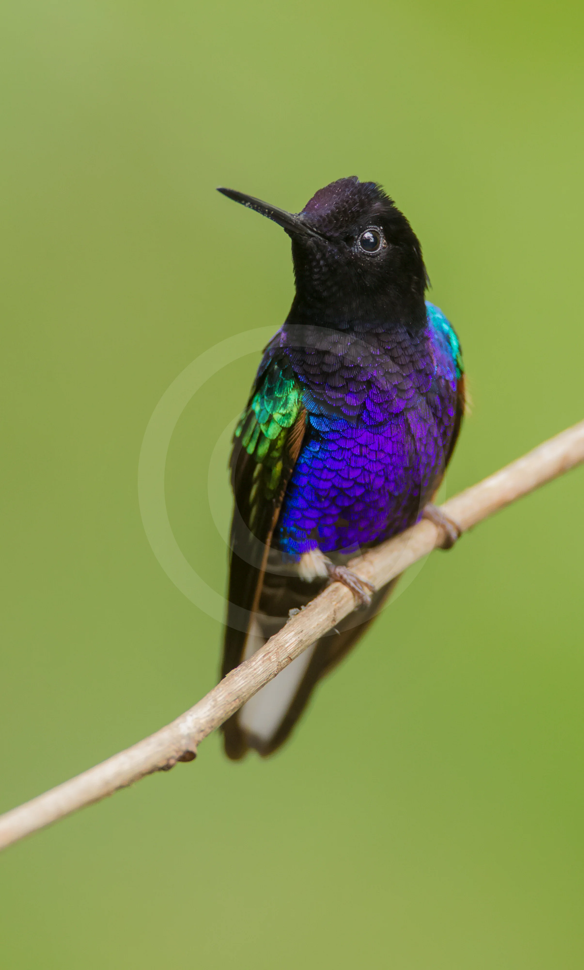 Velvet-purple Coronet