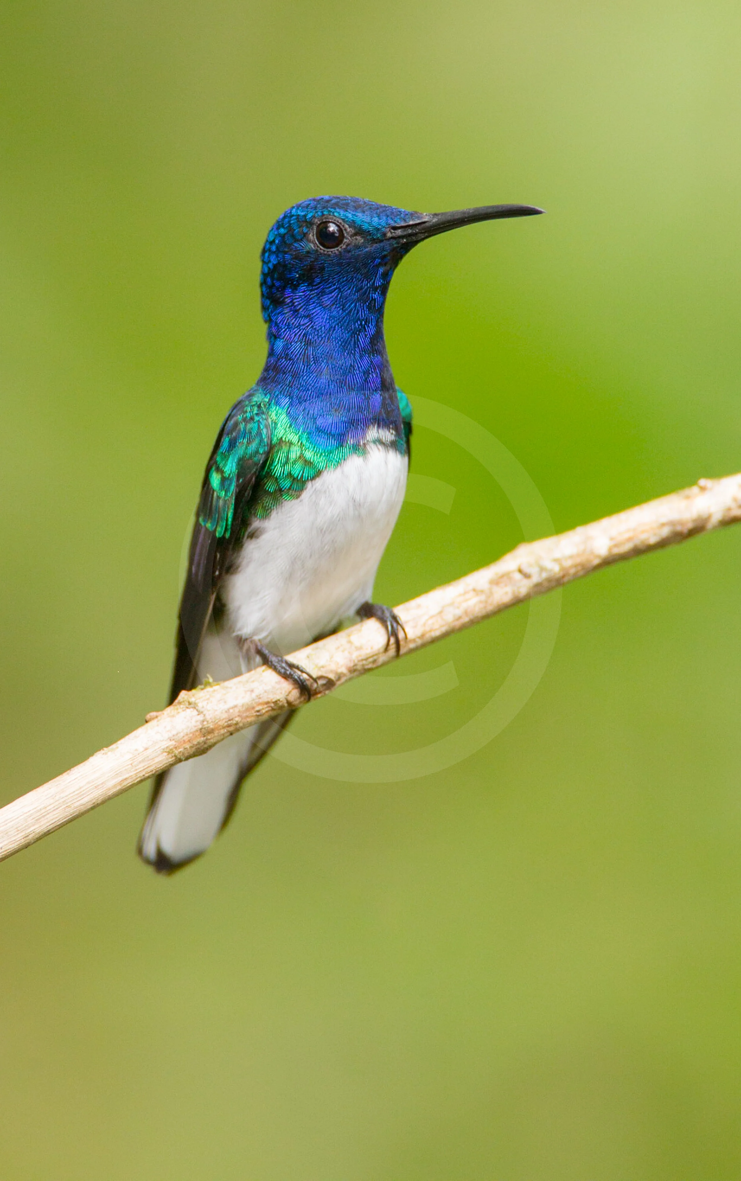 White-necked Jacobin