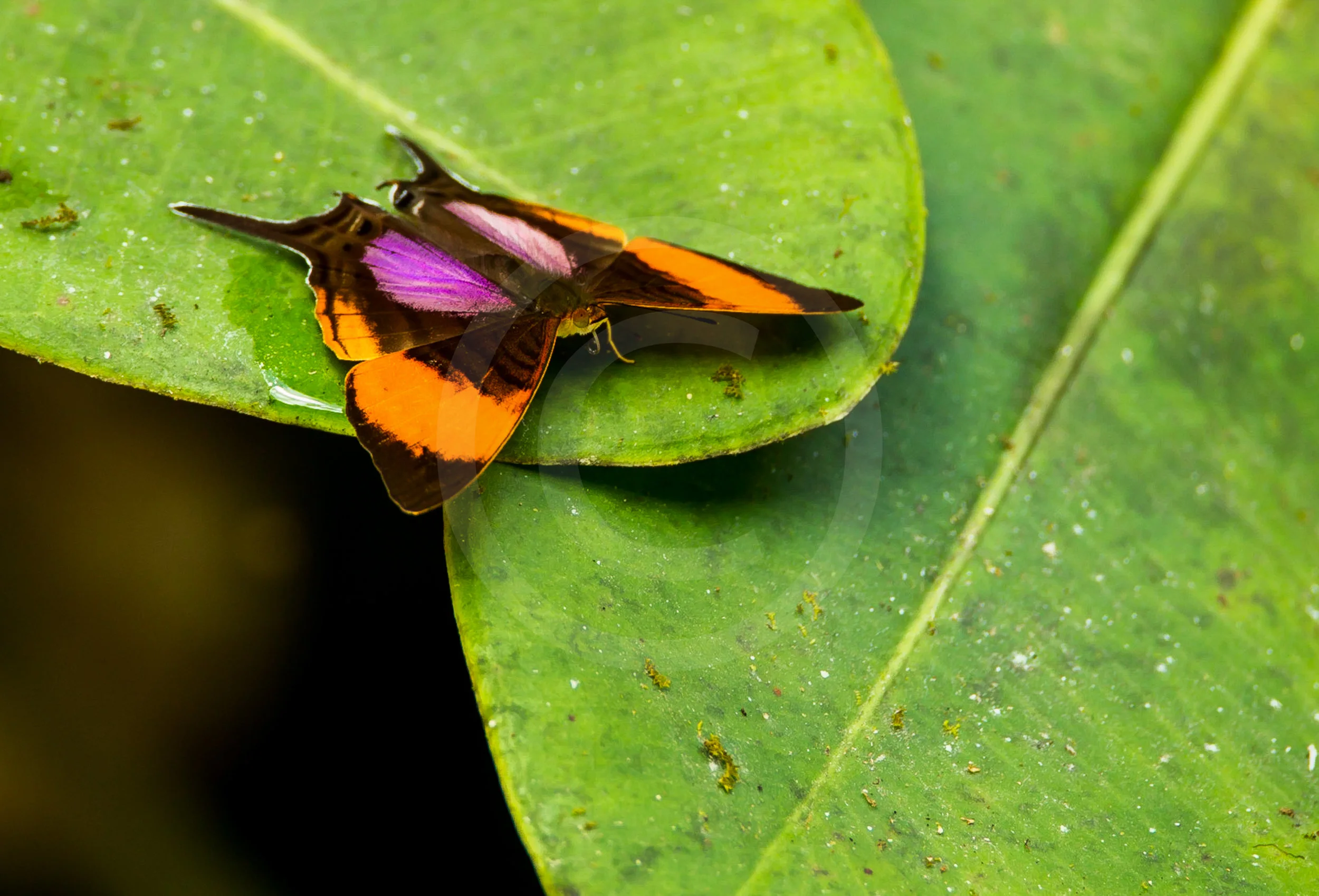 Tropical Butterfly