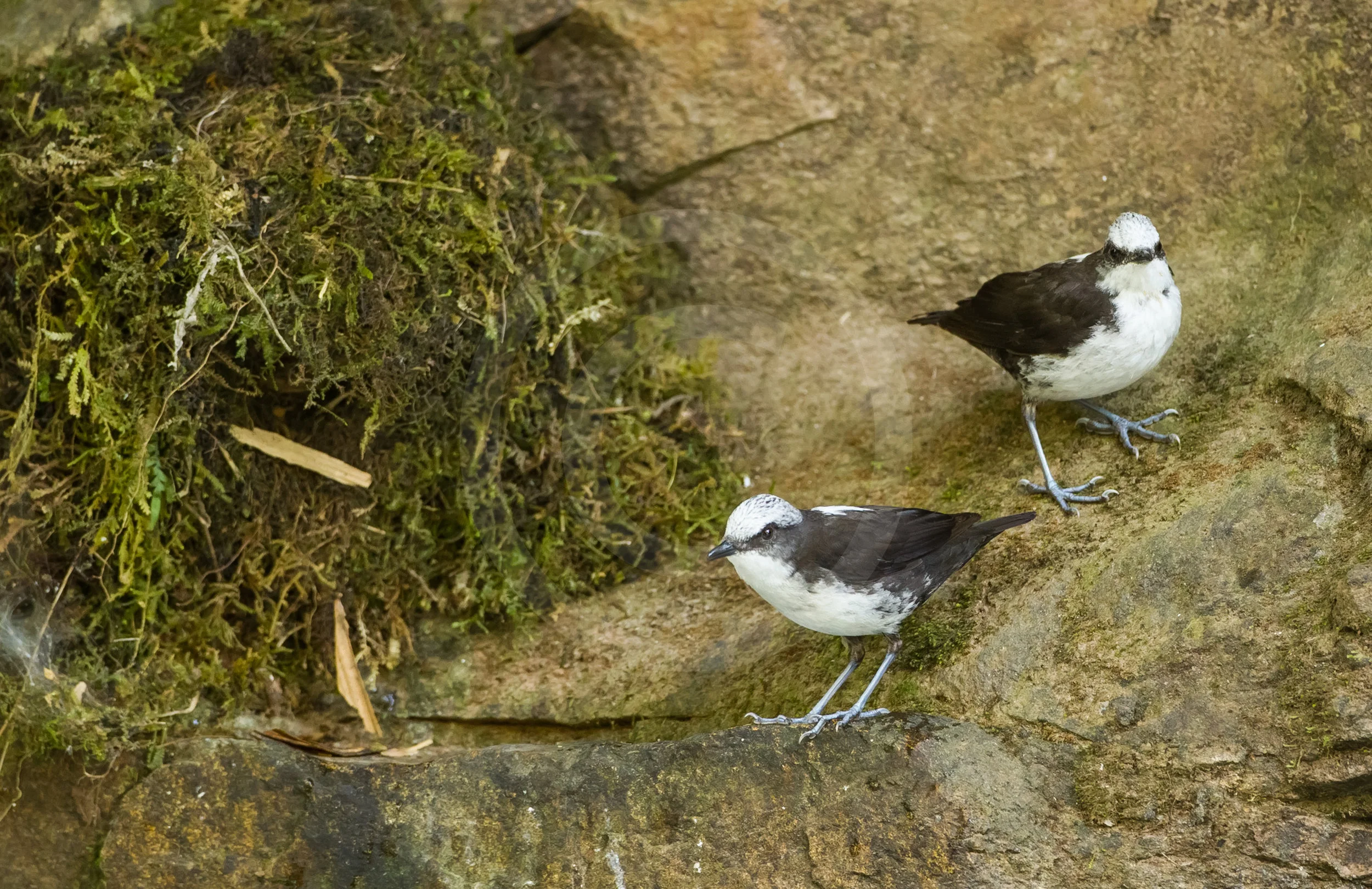 White-capped Dipper
