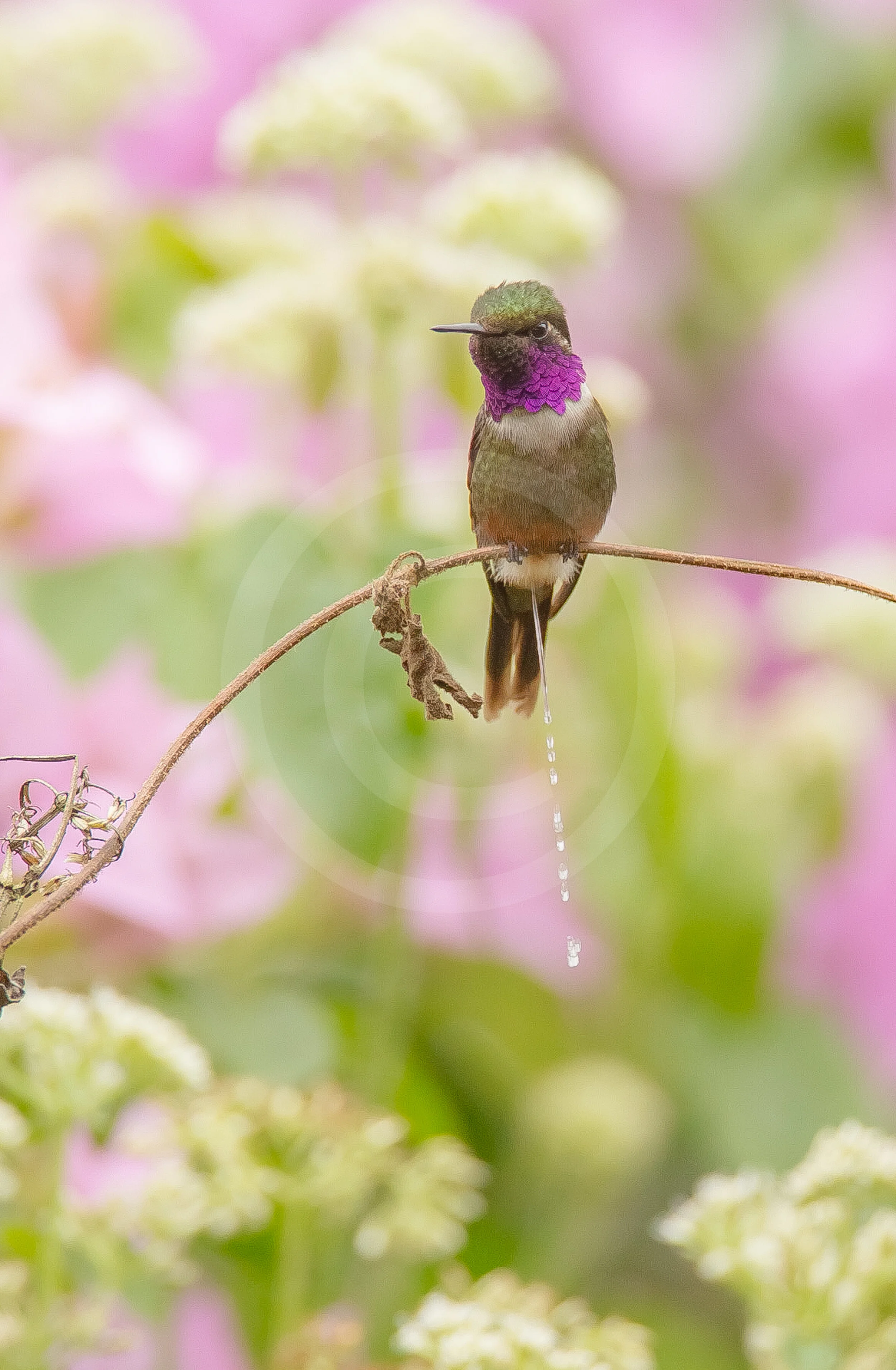 Purple-throated Wood-star