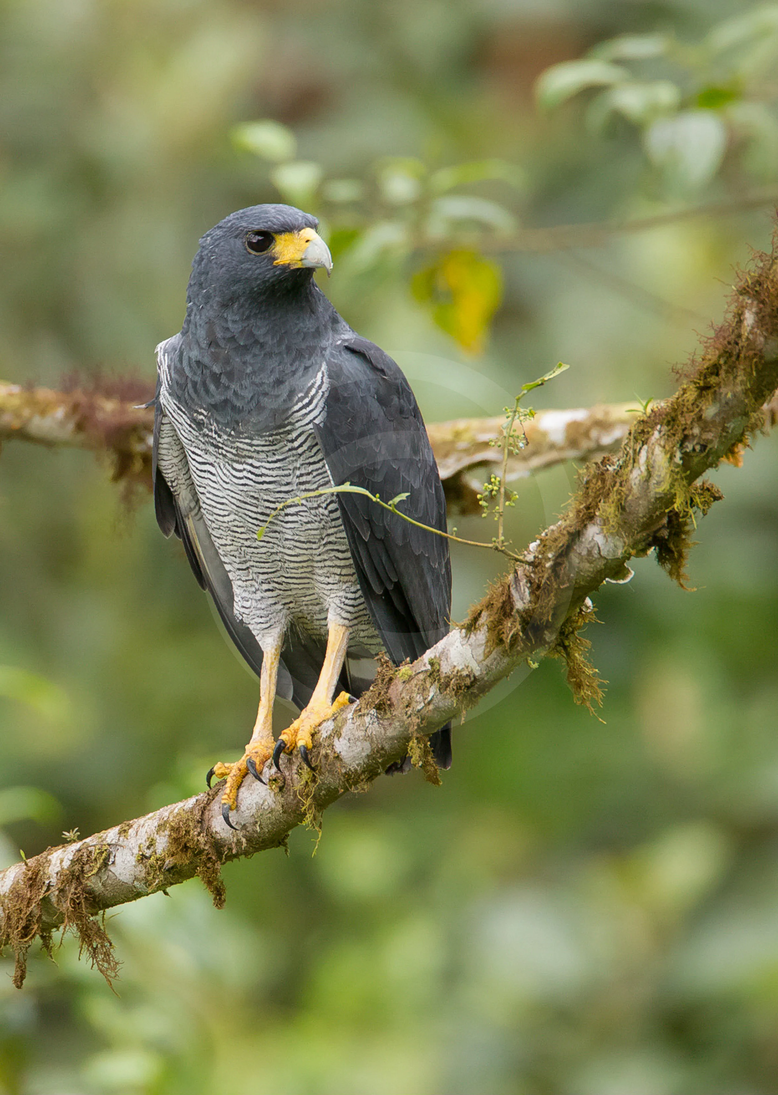 Barred Hawk