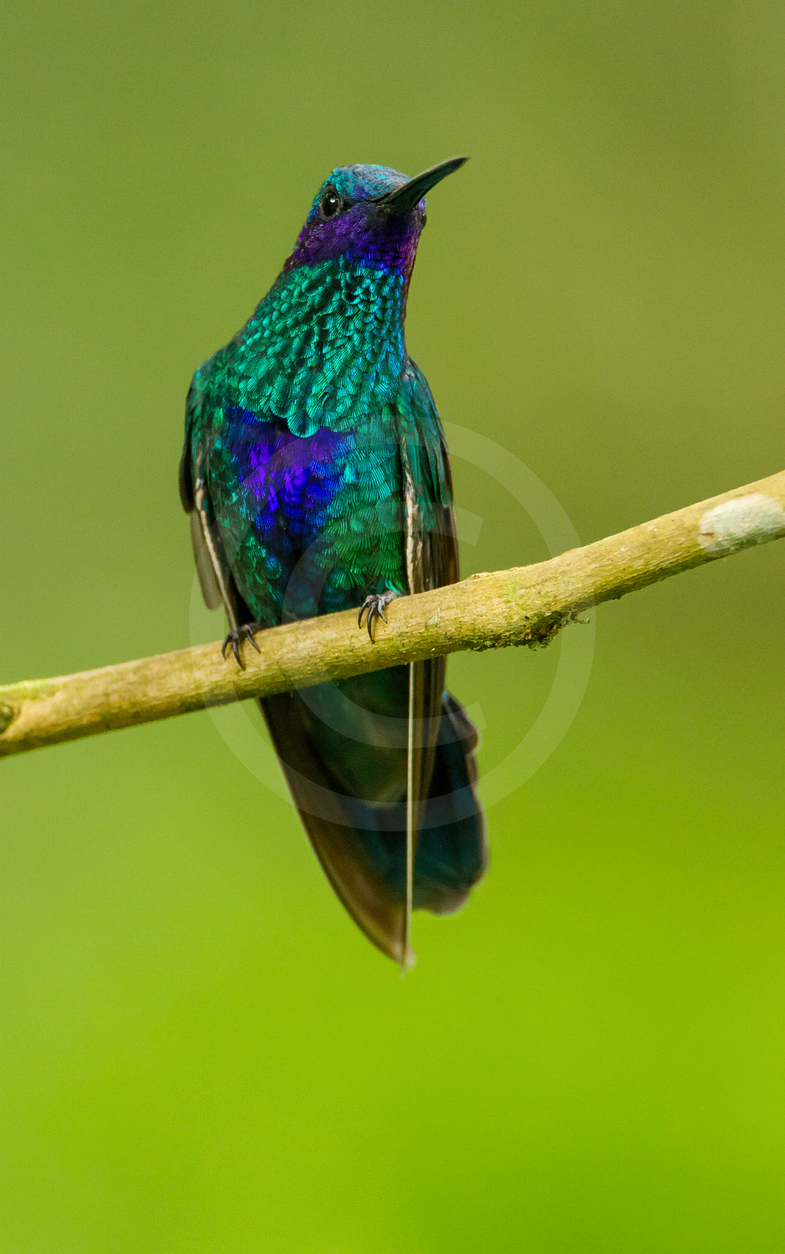 Sparkling Violet-ear
