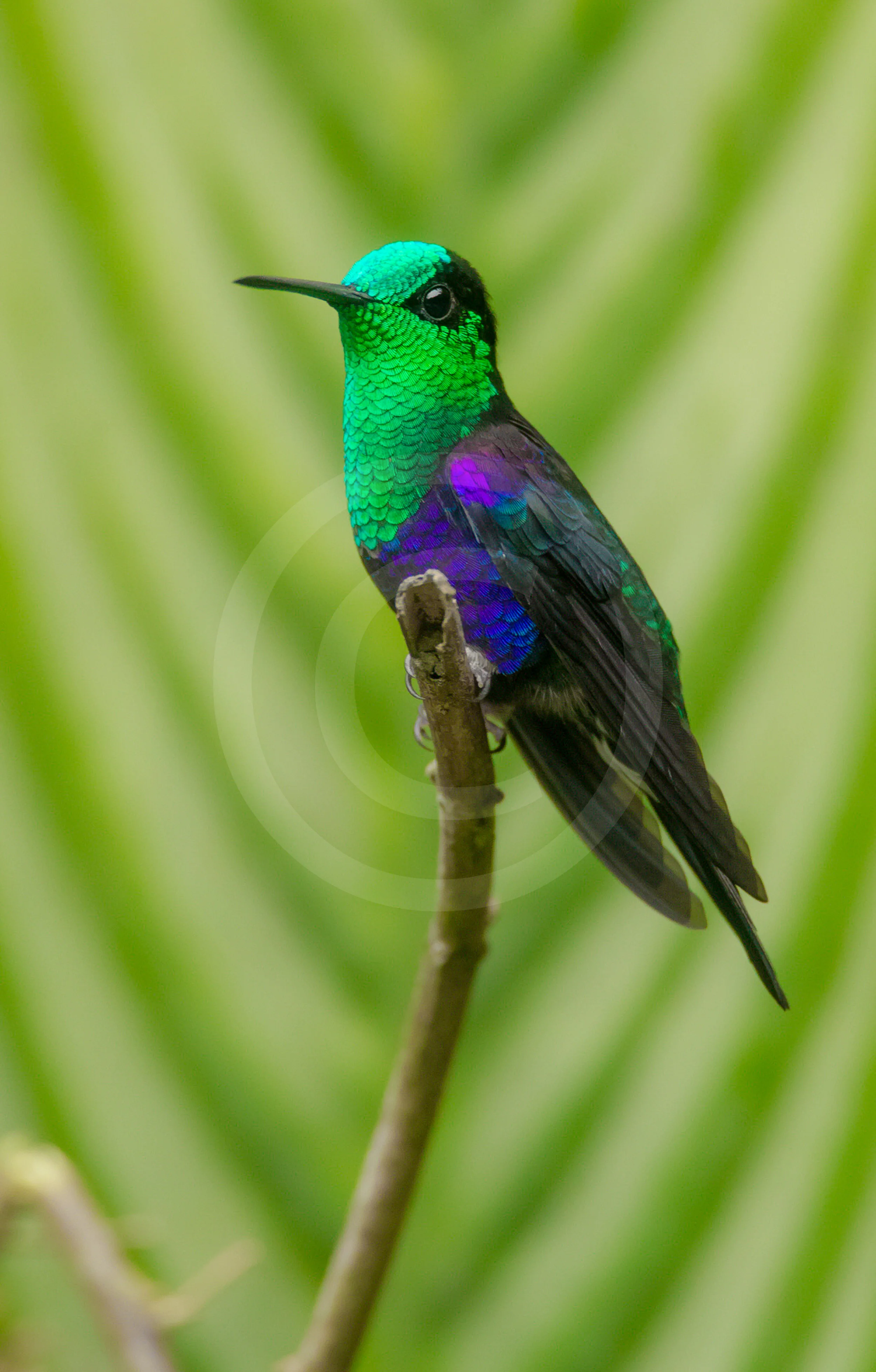 Green-crowned Woodnymph