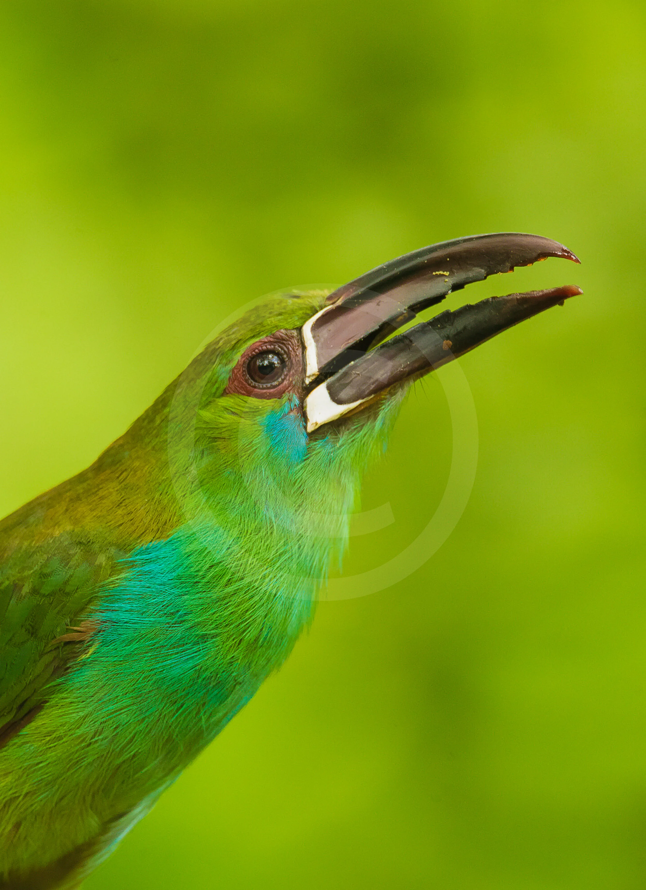 Crimson-mantled Toucanet