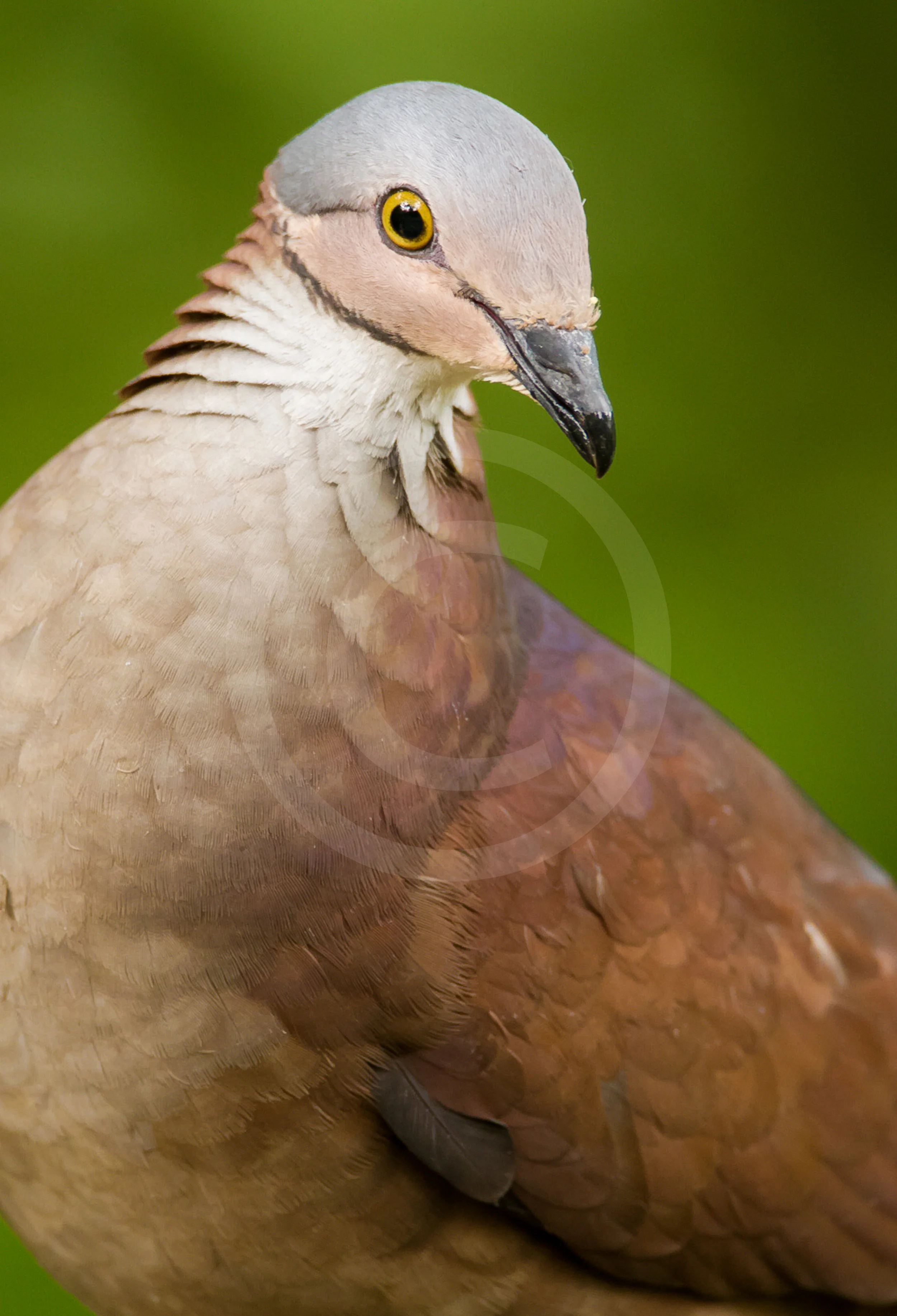 White-throated Quail Dove