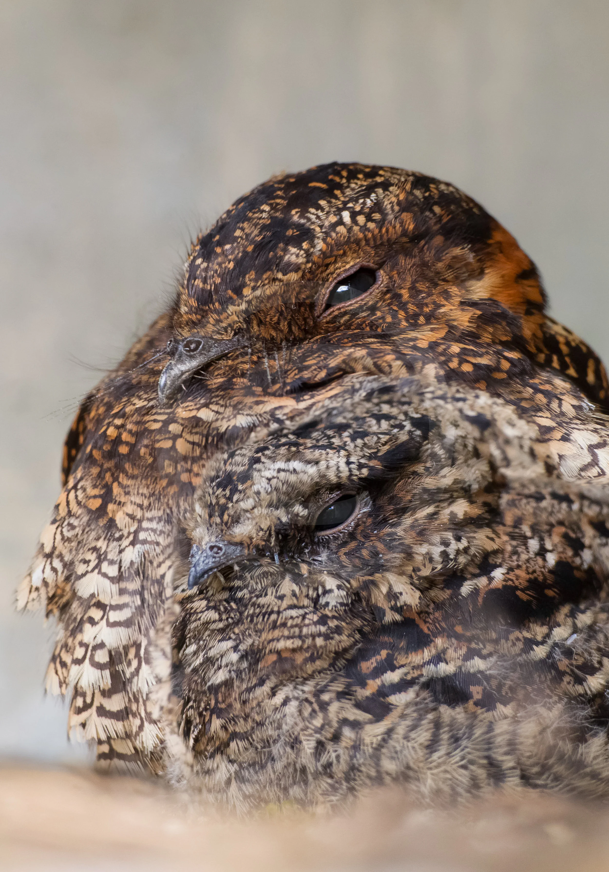Lyre-tailed Nightjar
