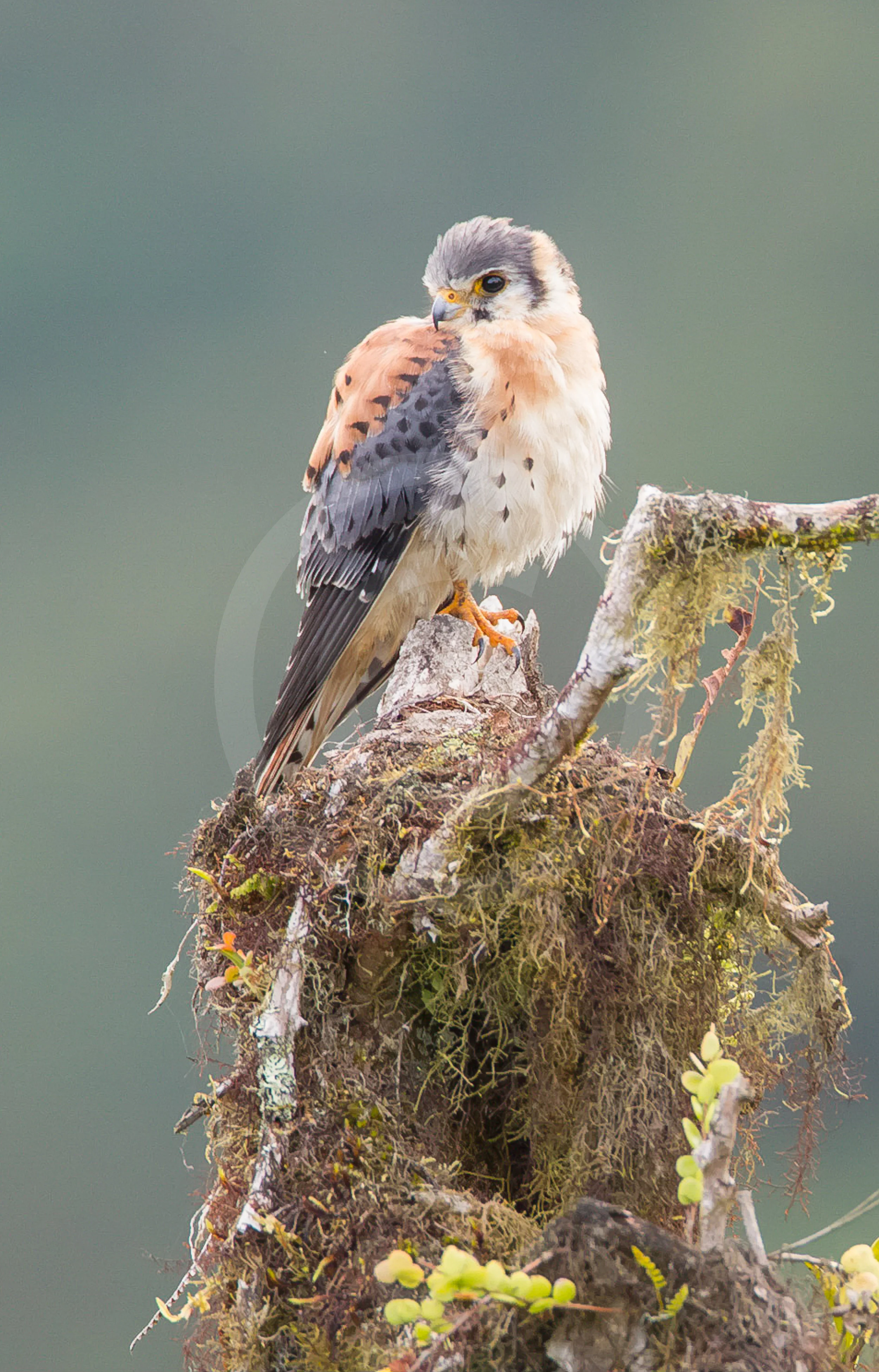 American Kestrel