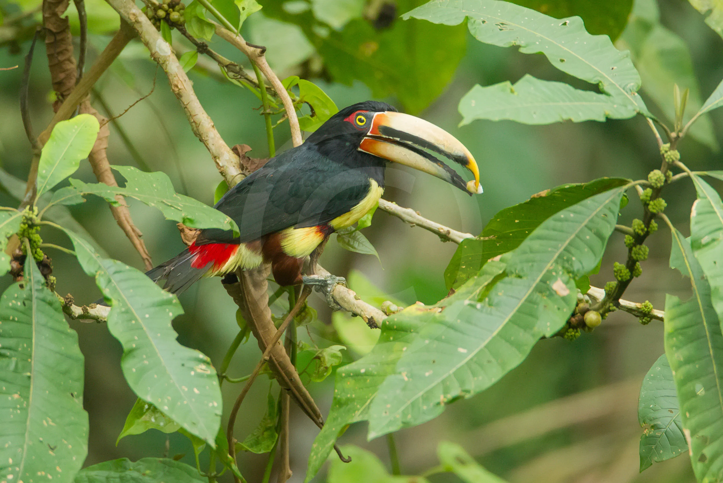 Pale-mandibled Aracari