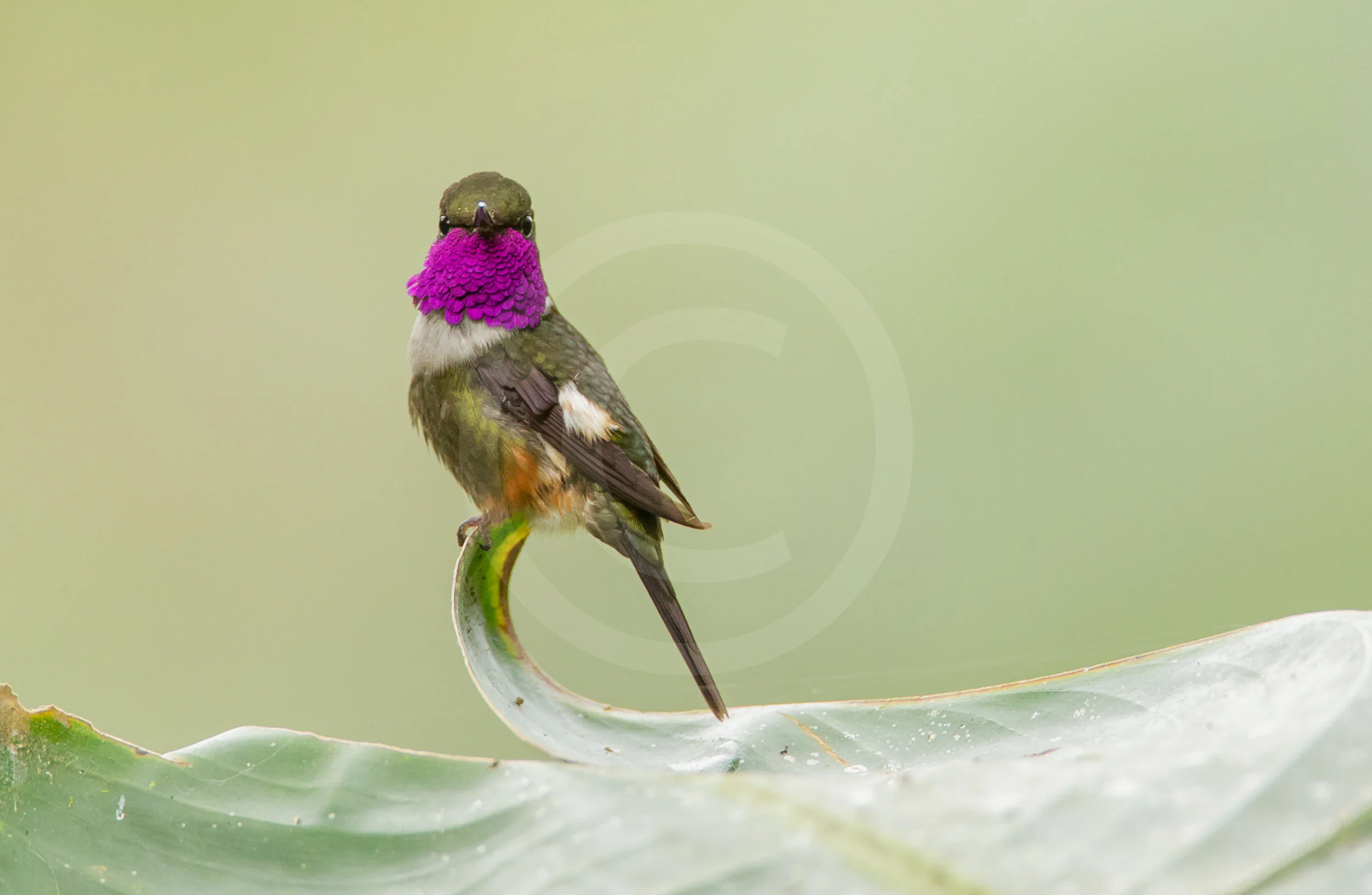 Purple-throated Wood-star