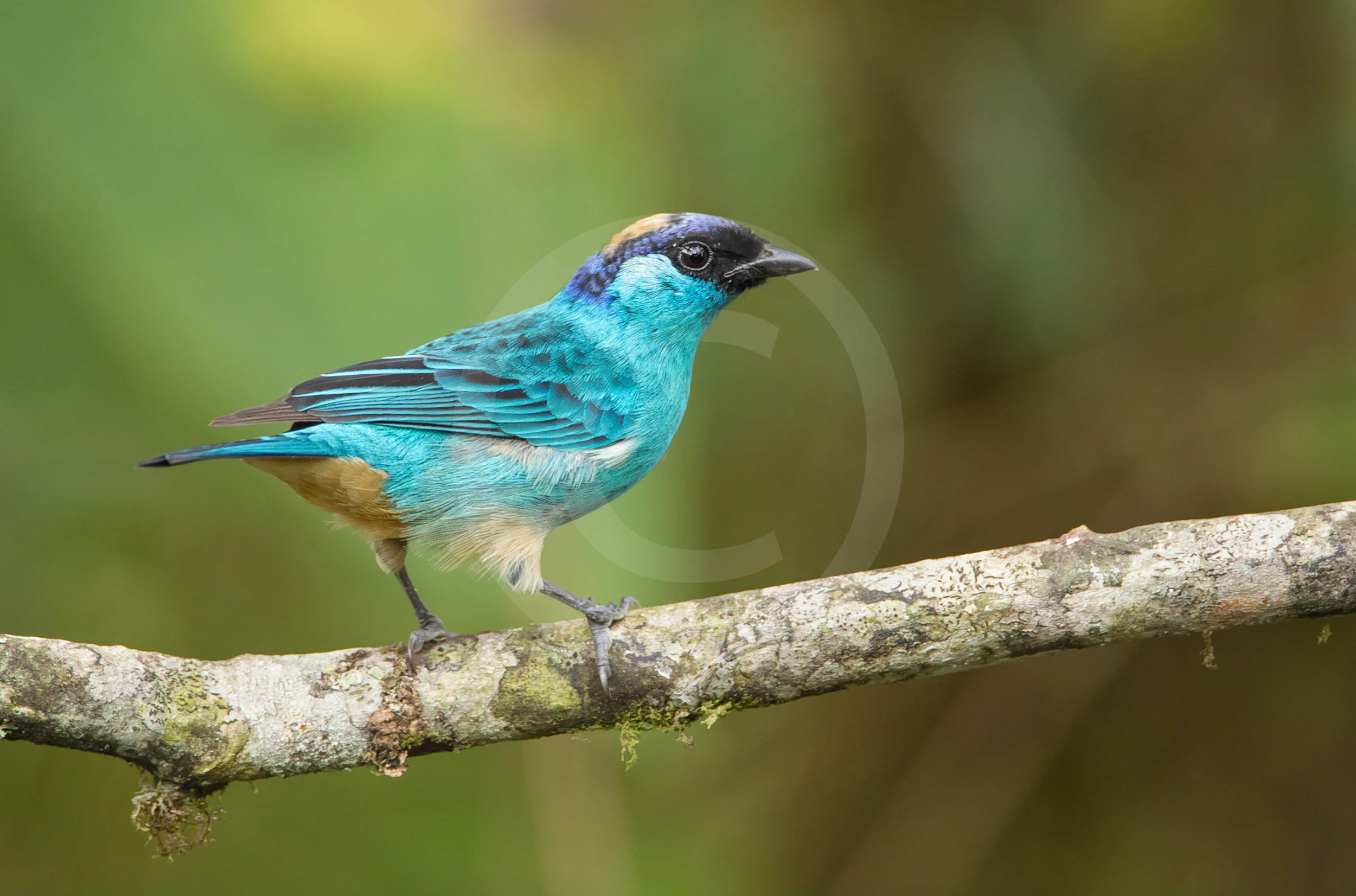 Golden-naped Tanager