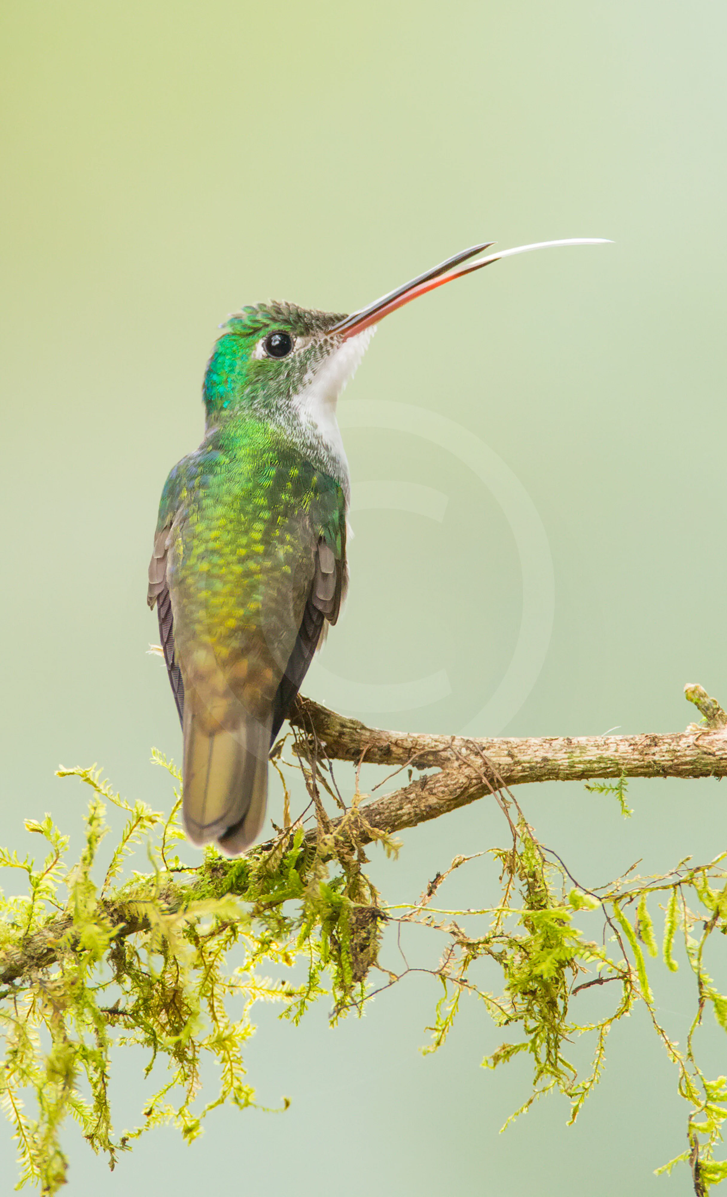 Andean Emerald
