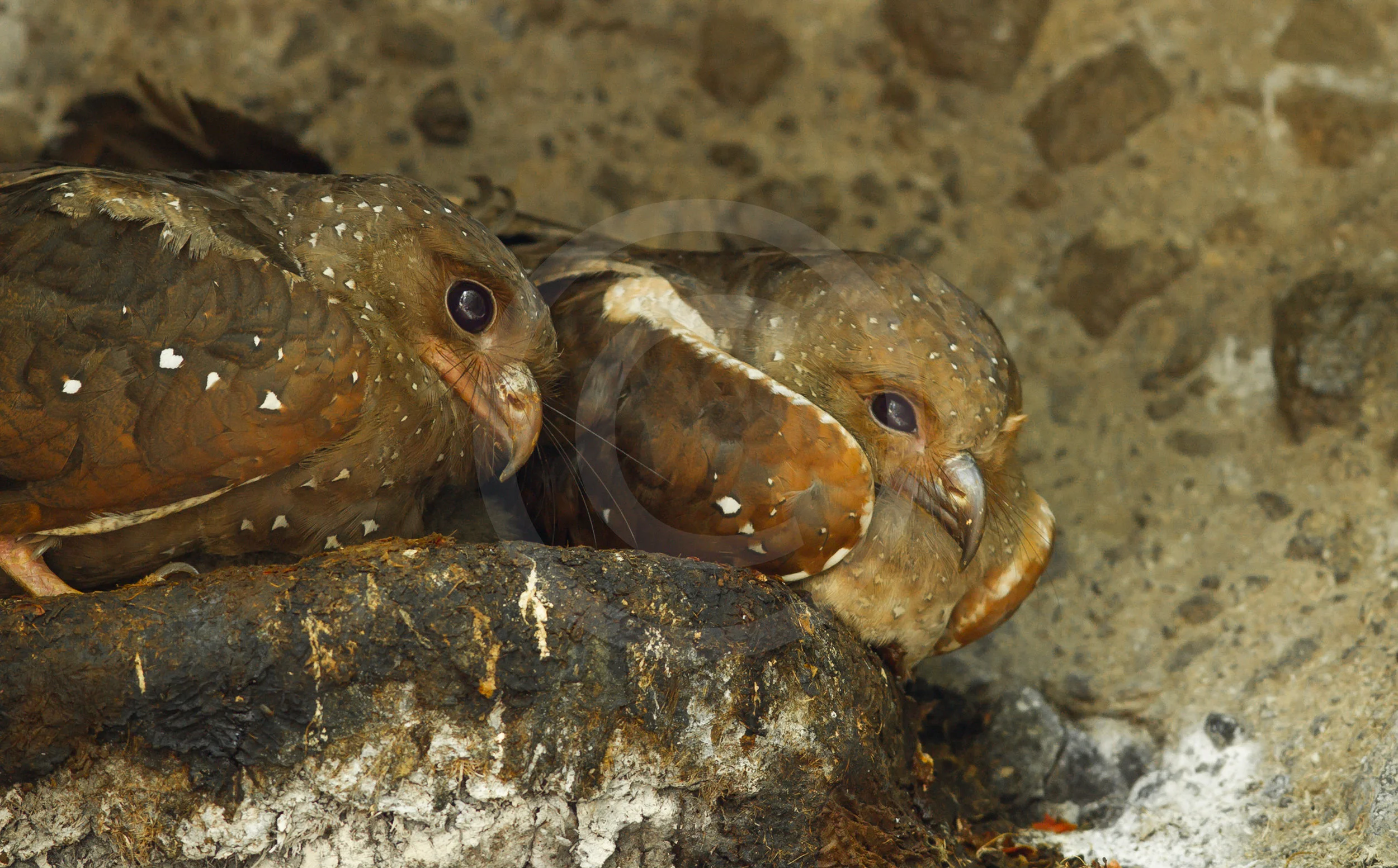 Oilbird