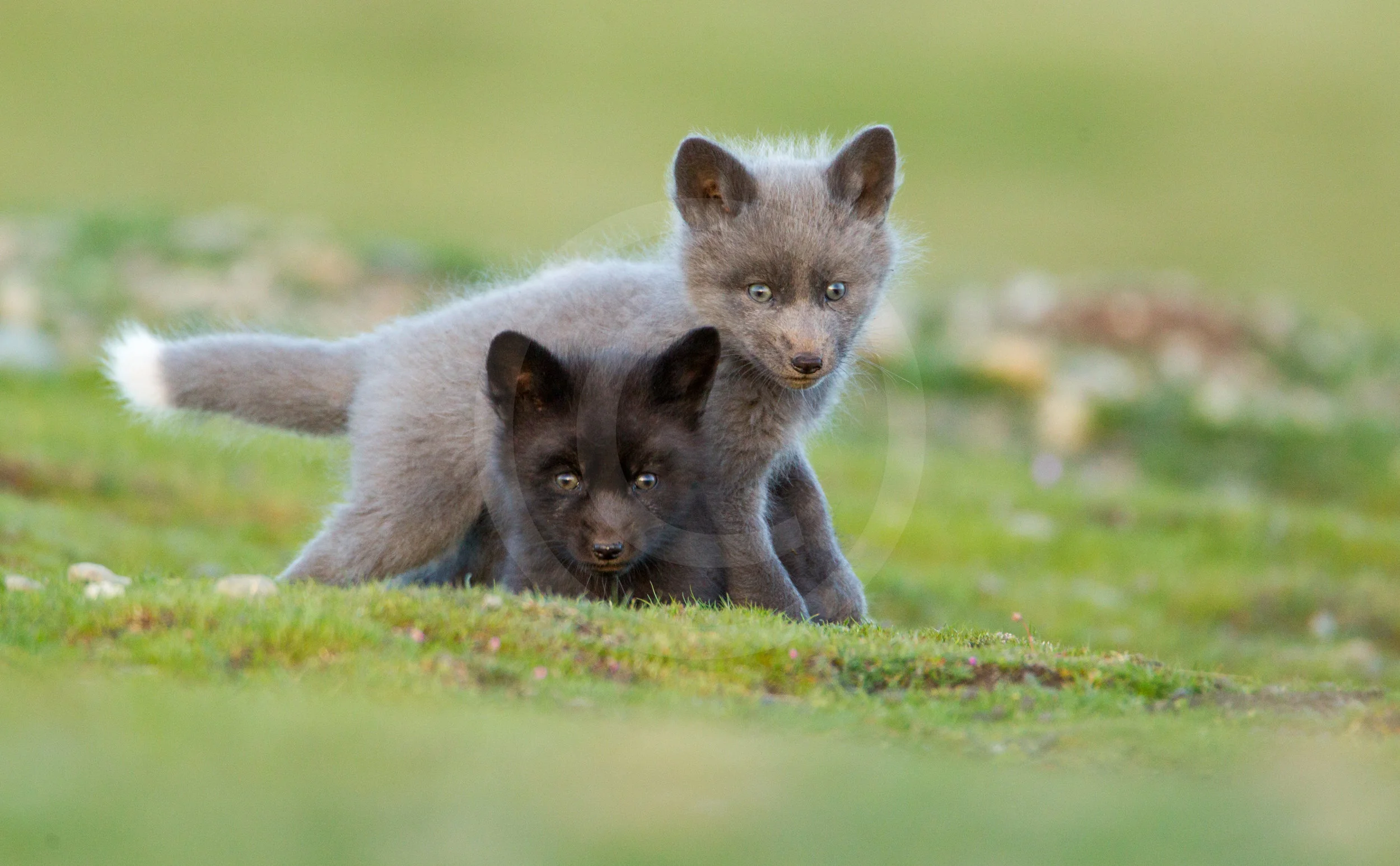 Red Fox Kits